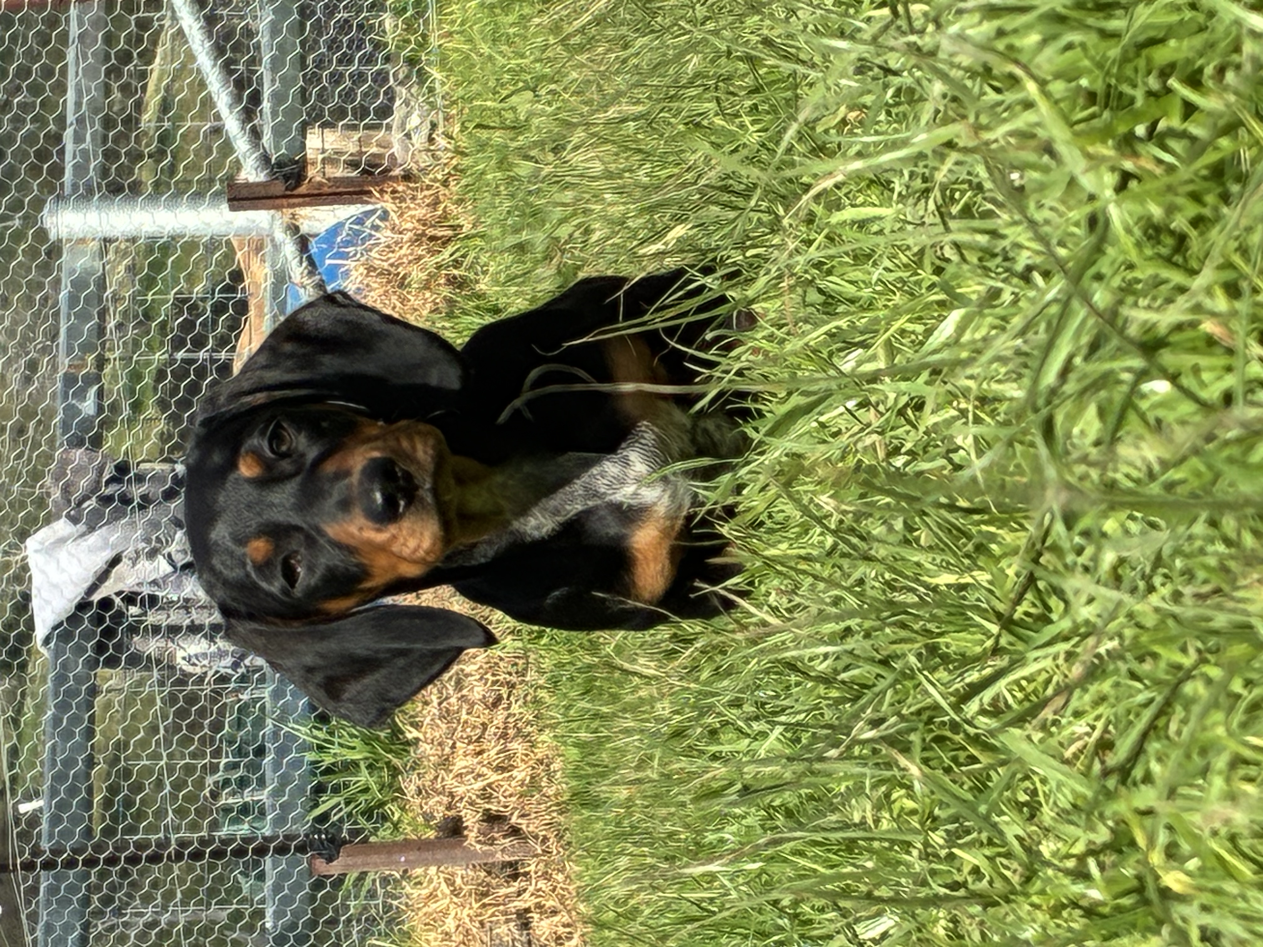 Dachshund – Bethungra