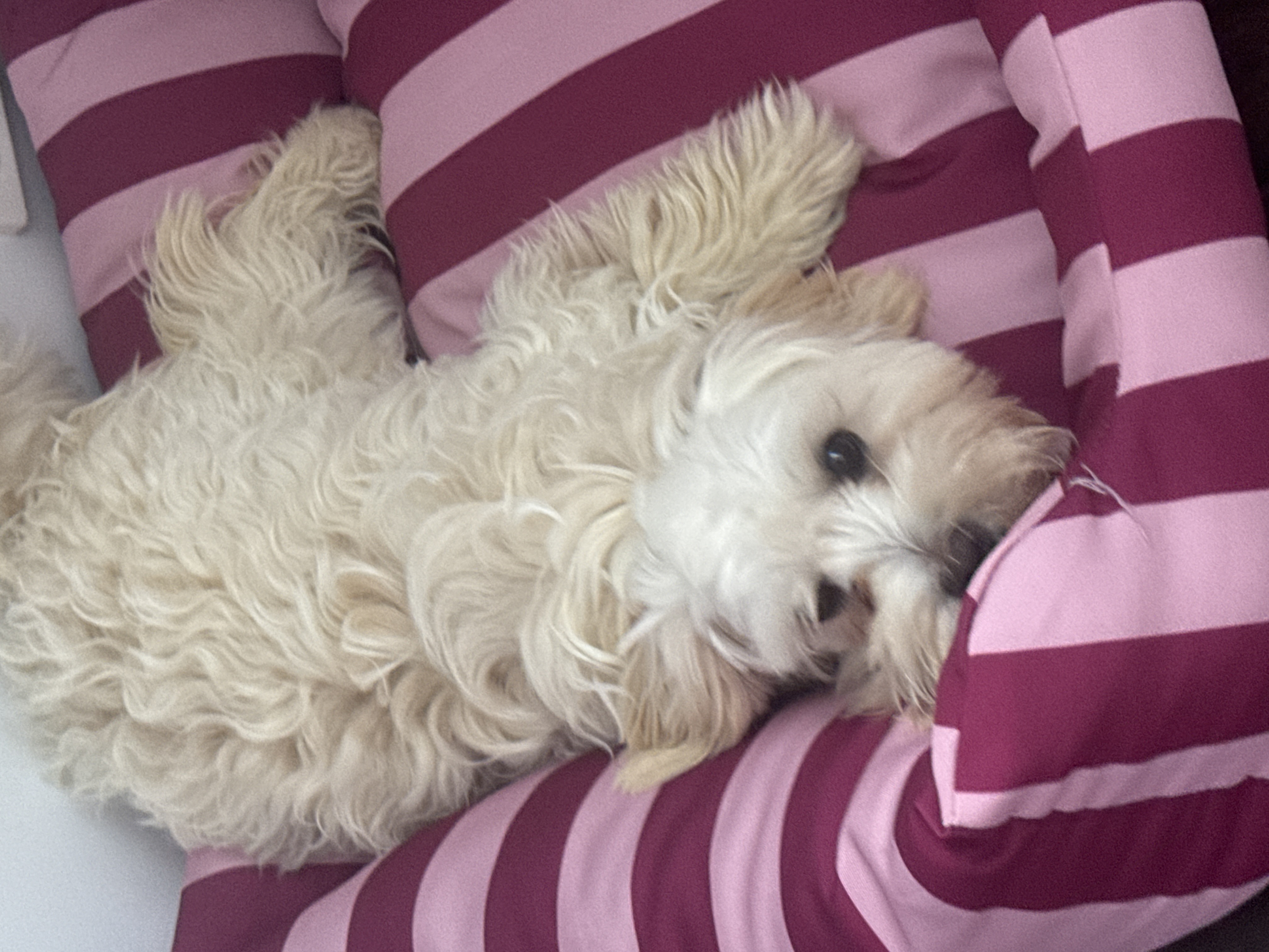 Dogs – Bossley Park