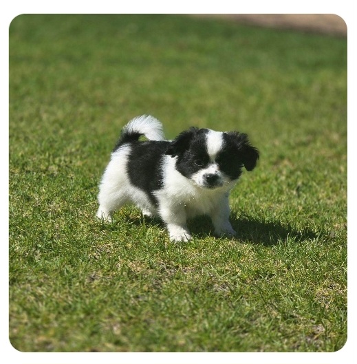 Maltese – Carlingford