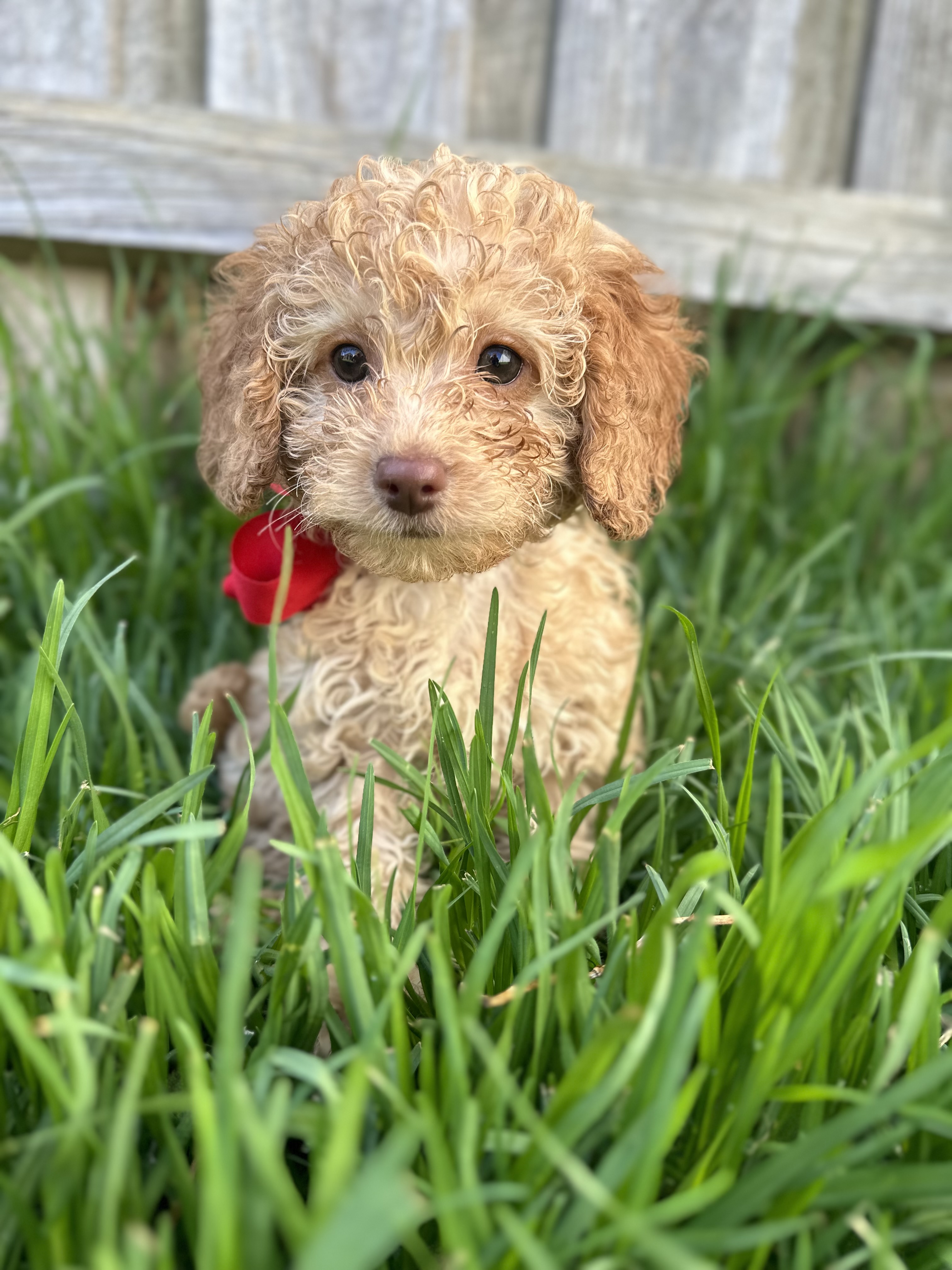 Cavoodle puppies, what a beautiful Xmas present …