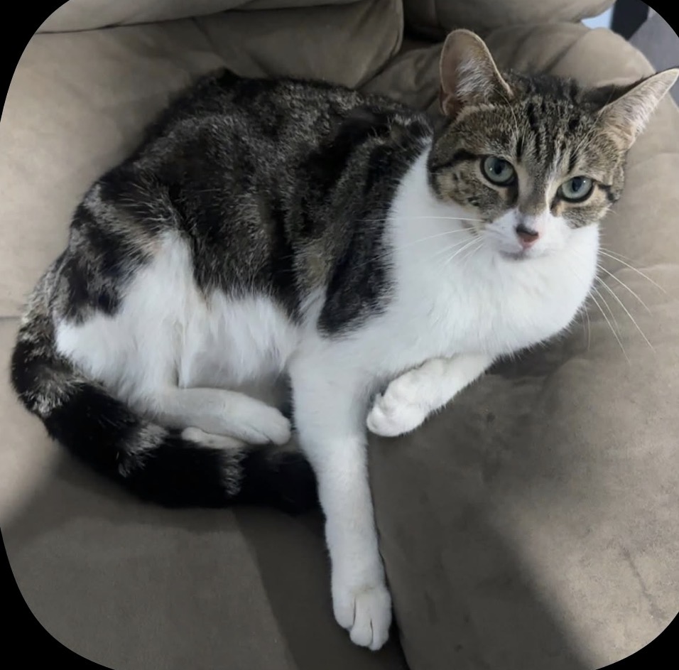 Domestic Short Hair (DSH) – Gosnells