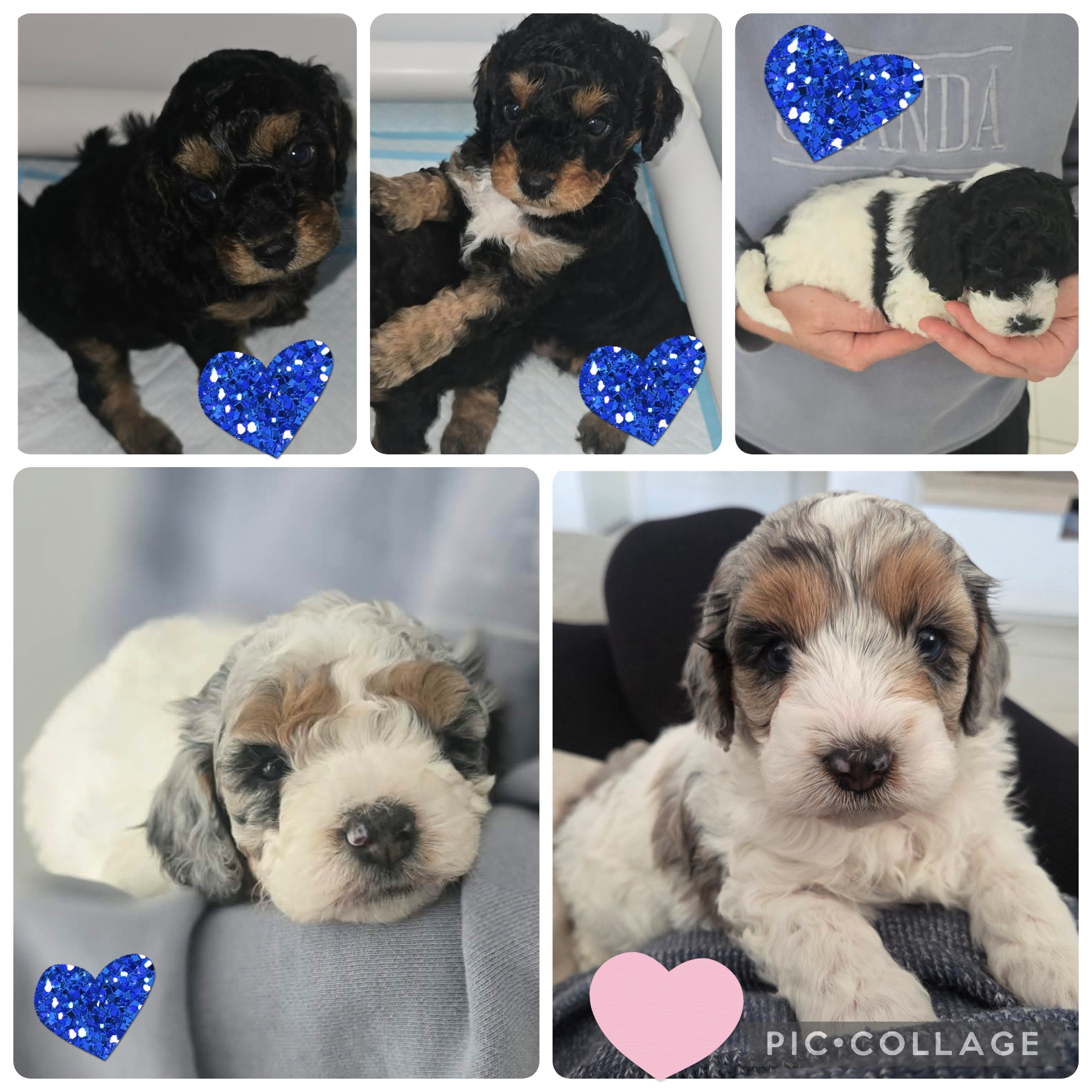 Cavoodle – Sanctuary Point
