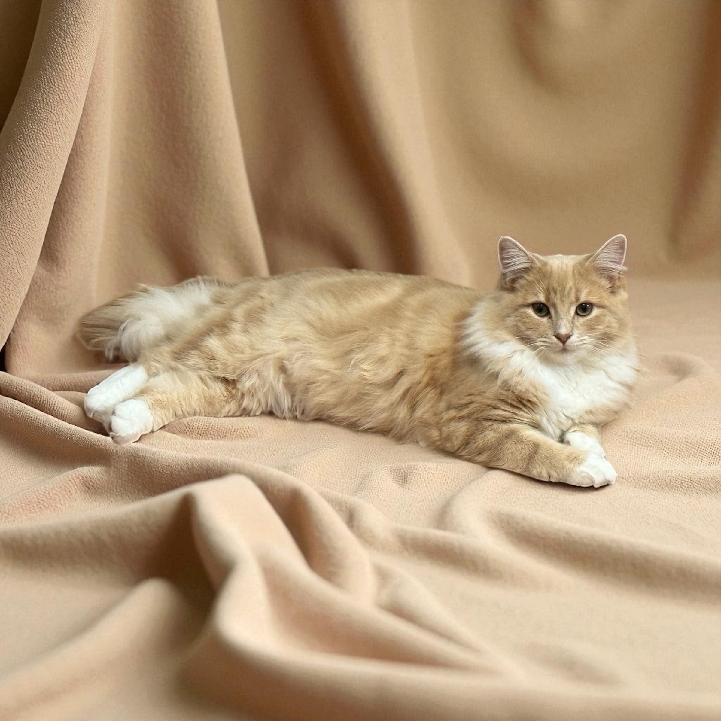 Other Cats – Fairfield