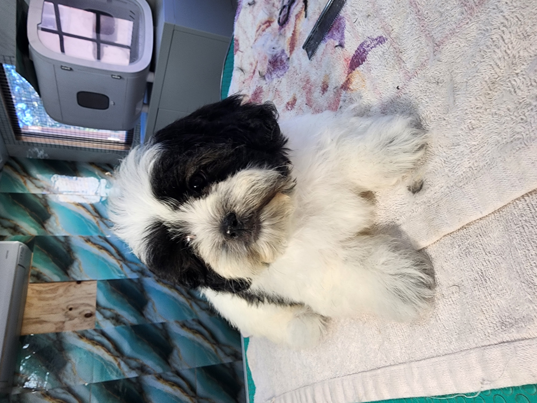 Shih Tzu – Queanbeyan