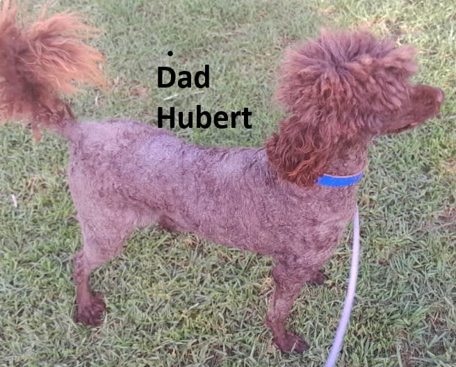 Labradoodle – Whyalla