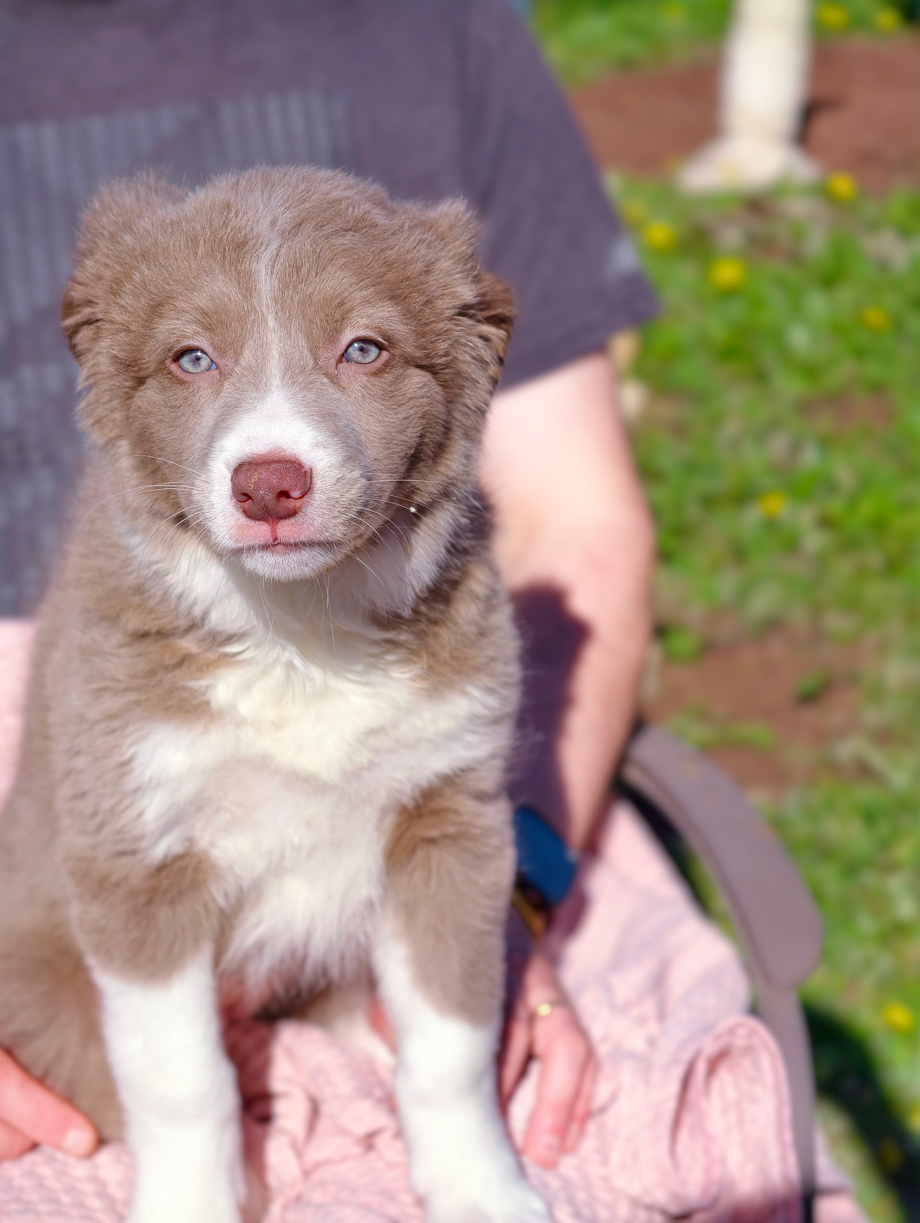 Border Collie – Ballarat