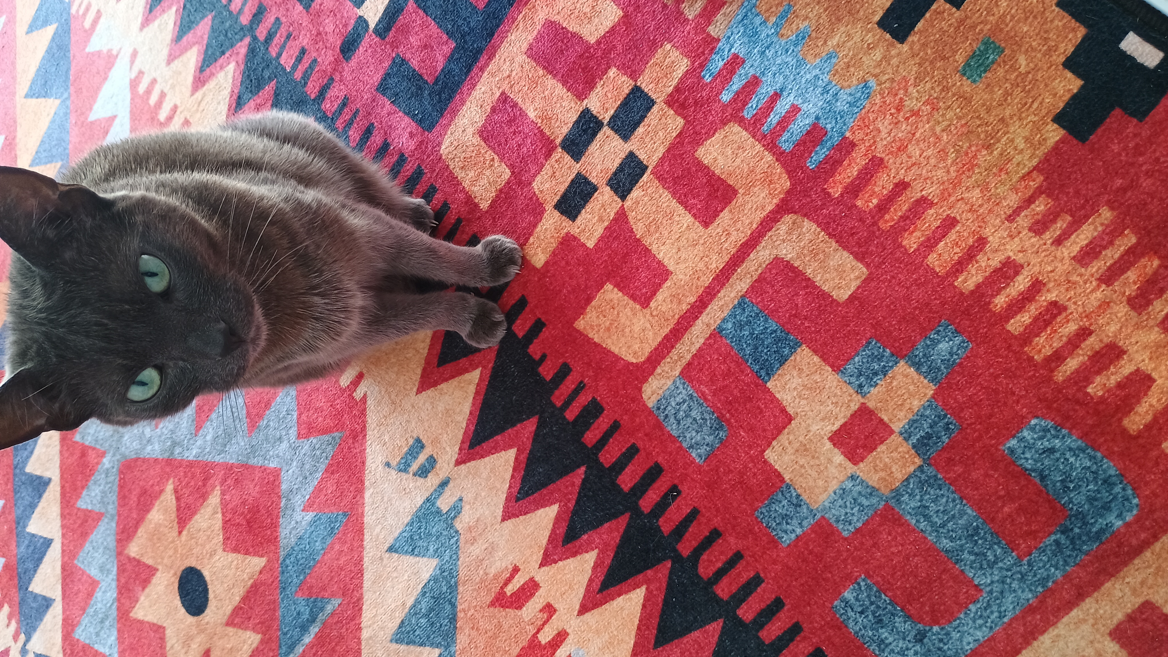 Russian Blue – Labrador