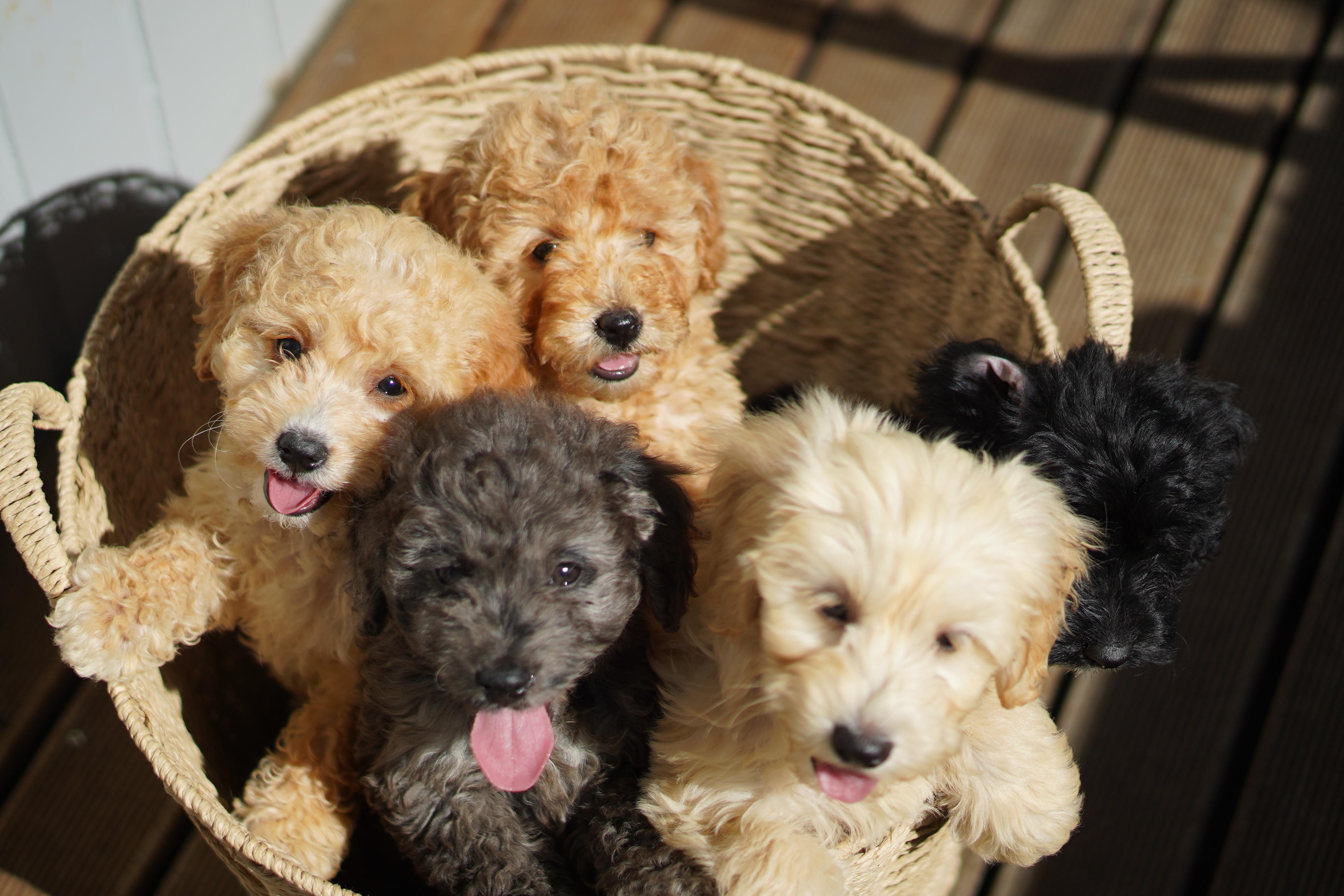 Groodles, Bernedoodles