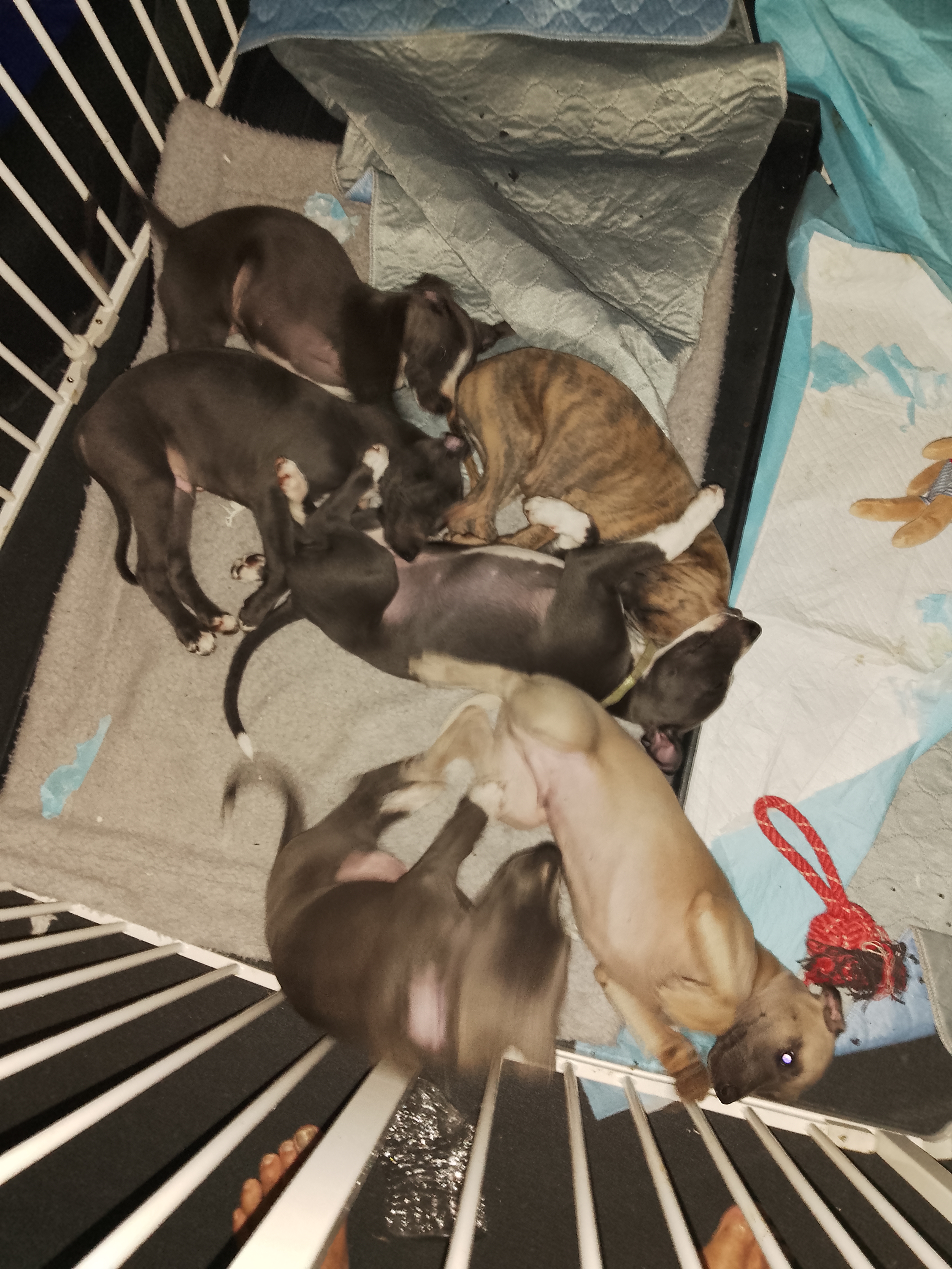 Whippet – Saumarez Ponds