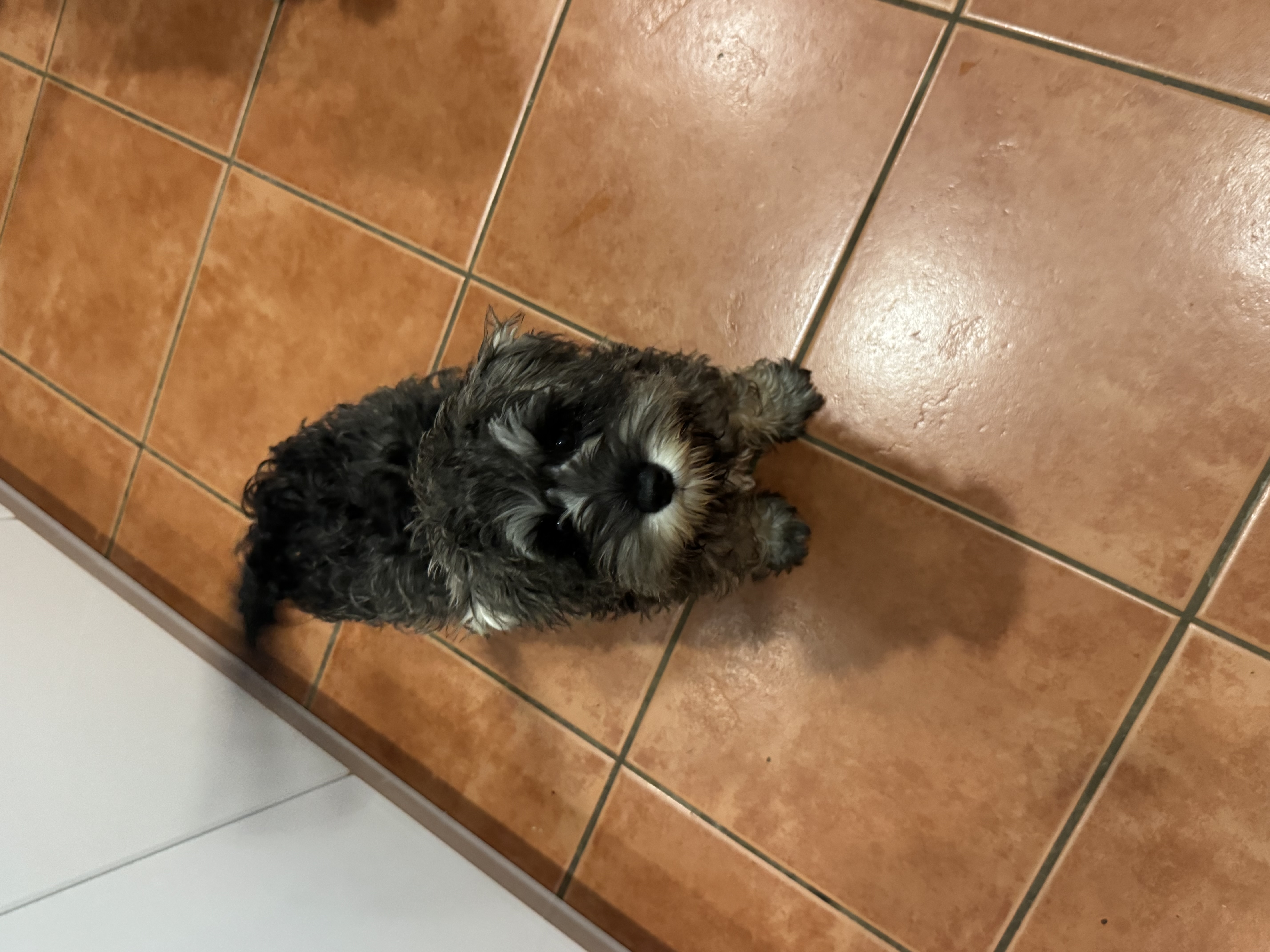 Schnauzer (Miniature) – Beaudesert