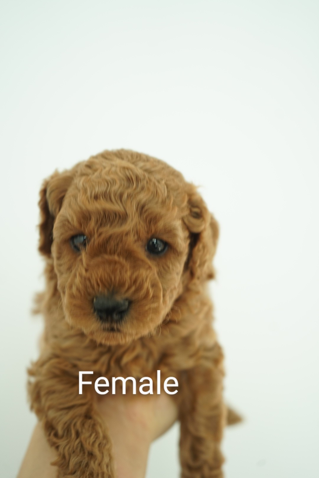 pure breed toy poodle red