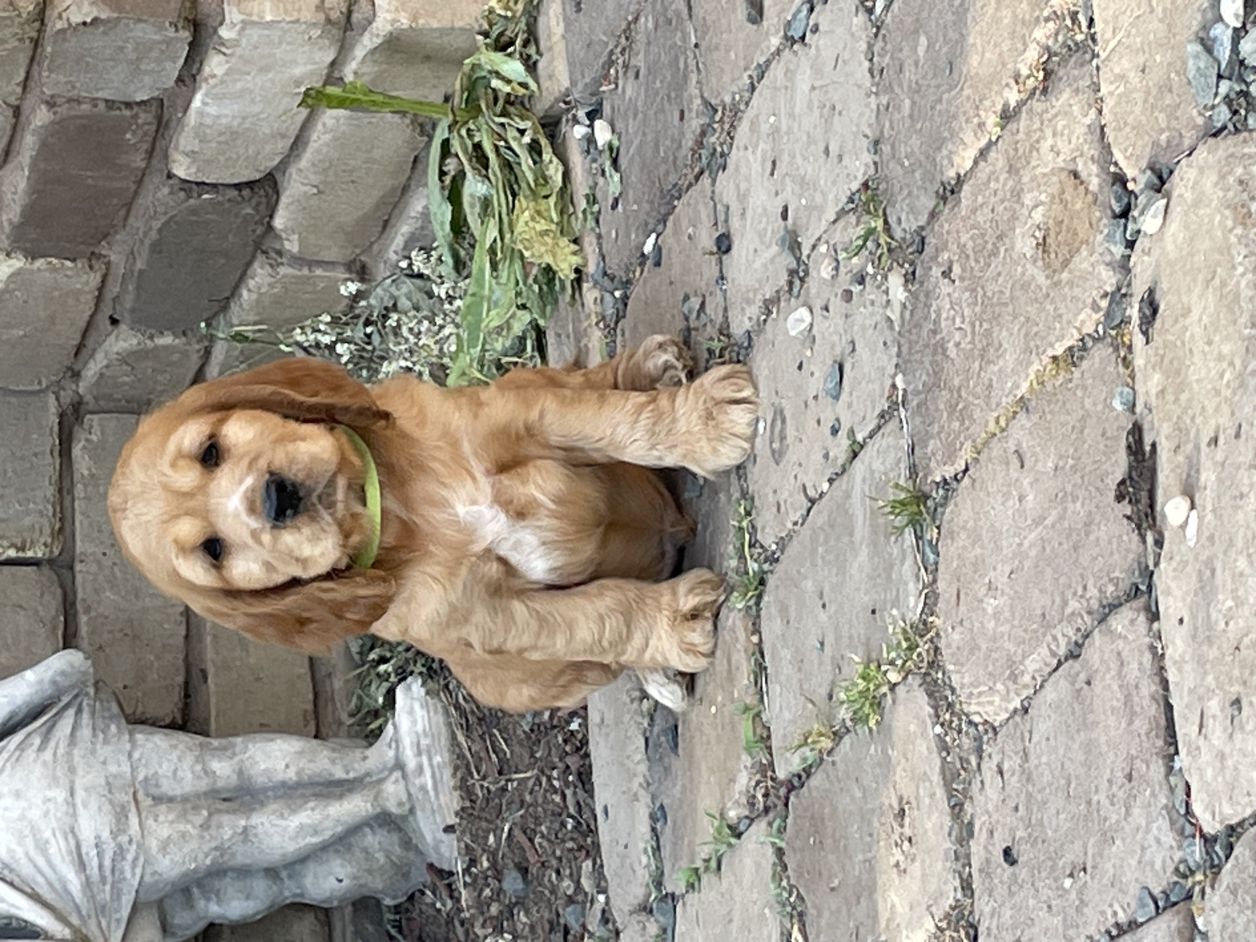 Cocker Spaniel – Kyabram