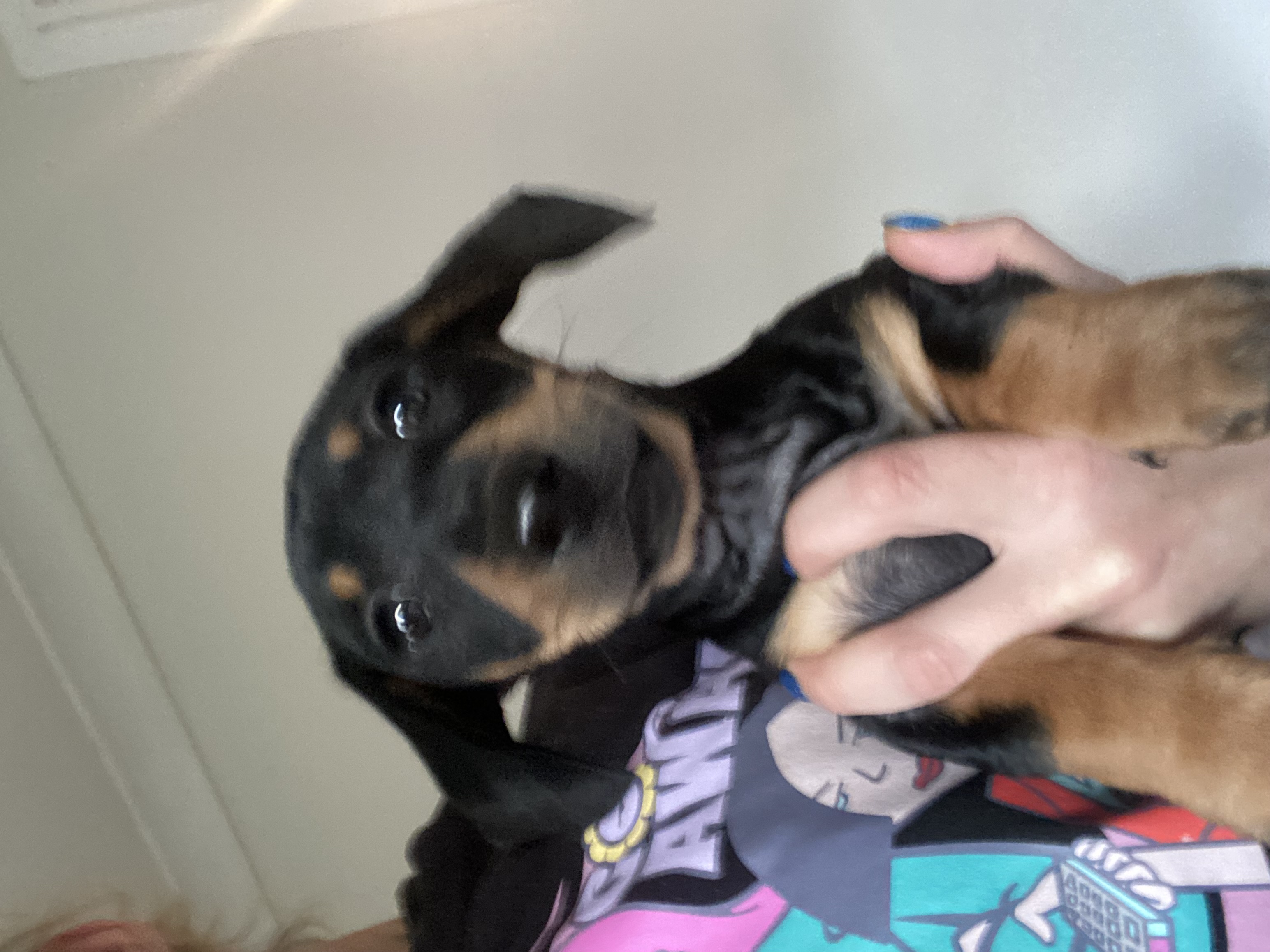 Dachshund – Colyton