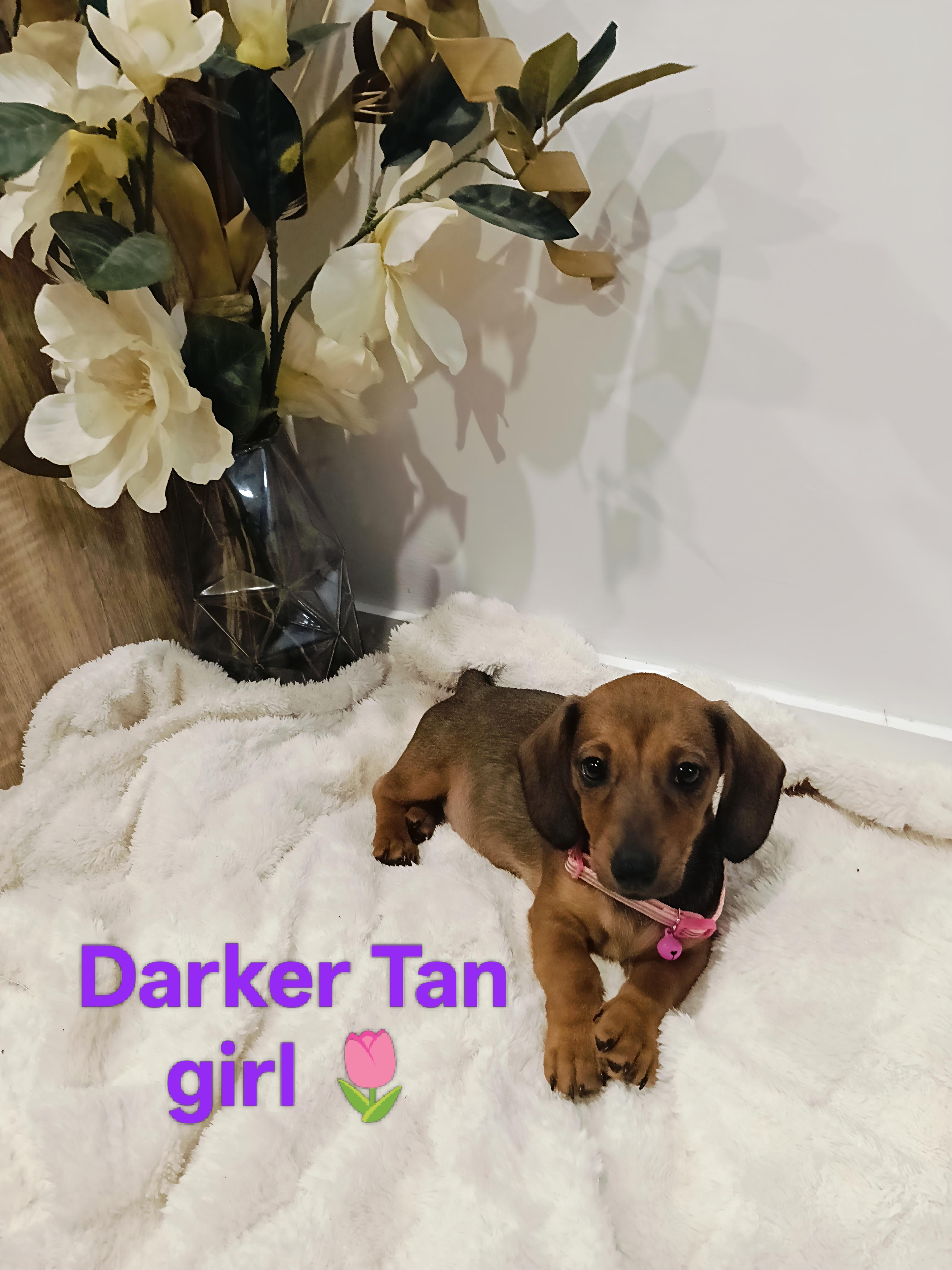 Miniature Dachshund – South Gladstone