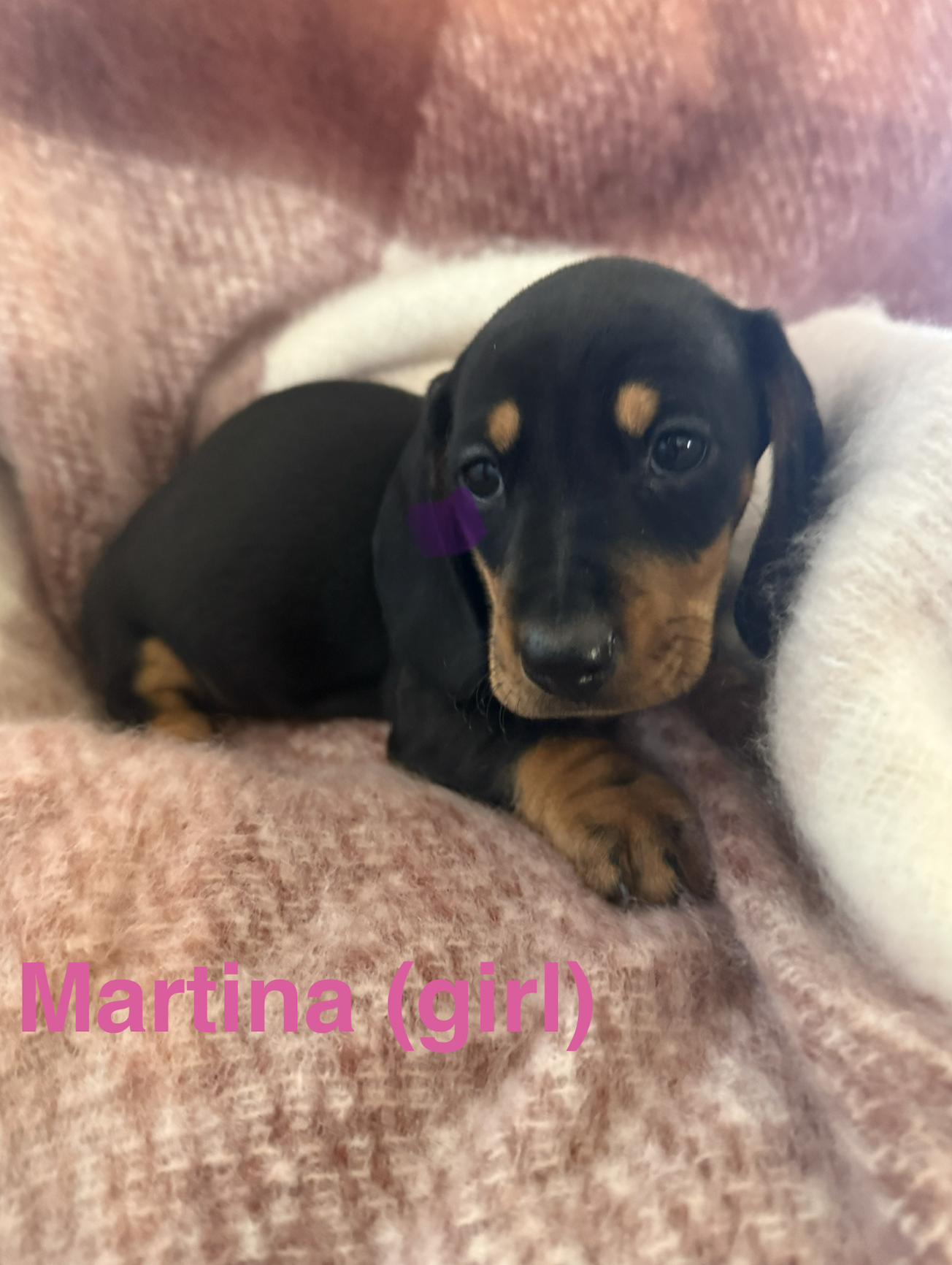 Miniature Dachshund – Ipswich