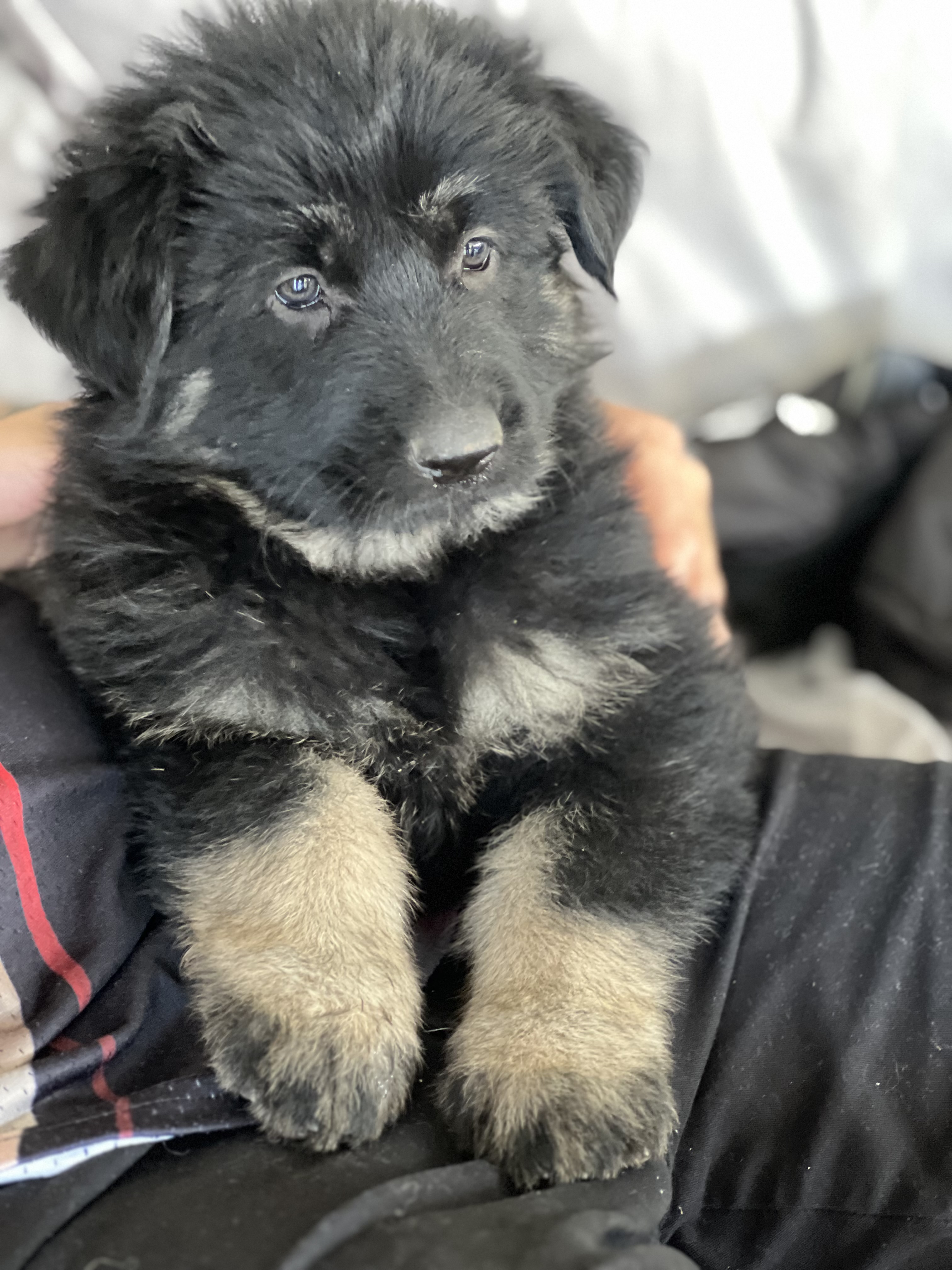 German Shepherd – Collingwood Park