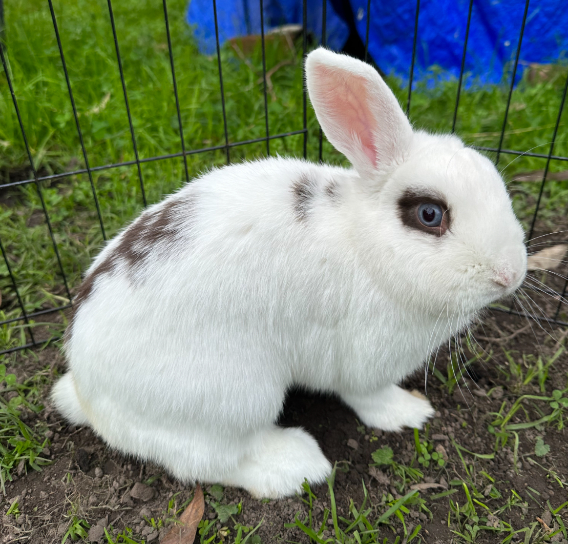 Rabbit - Toronto