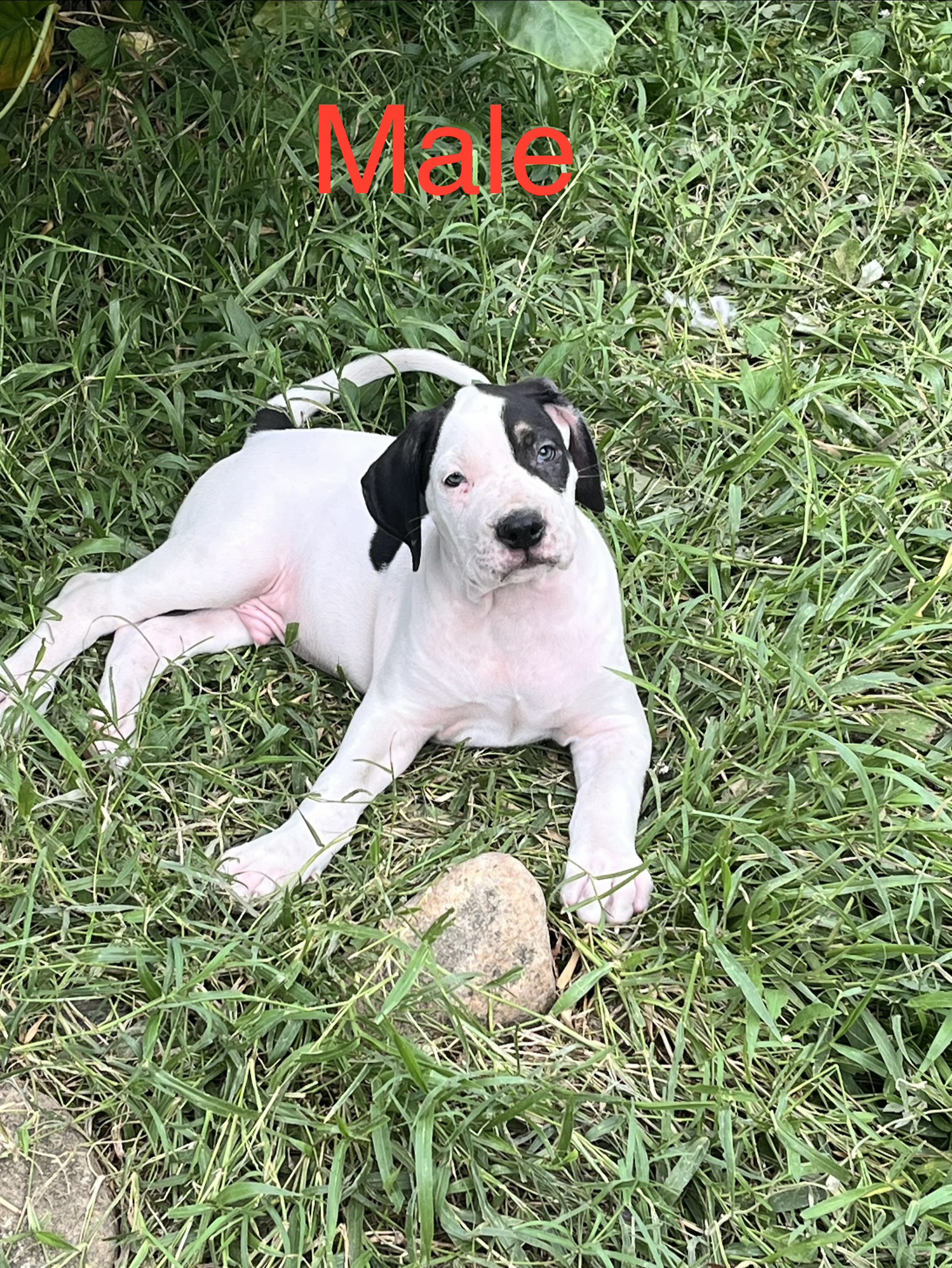 Neapolitan Mastiff – Balgal Beach