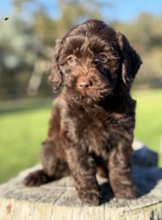 Labradoodle – Wingello