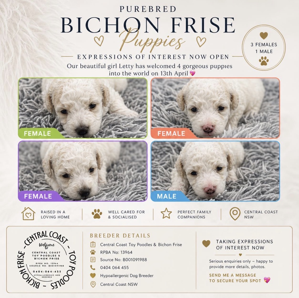 Bichon Frise – Gorokan