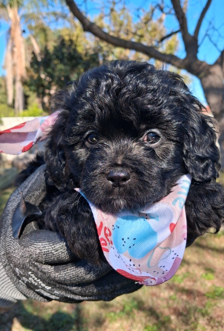 Cavoodle – Warnbro