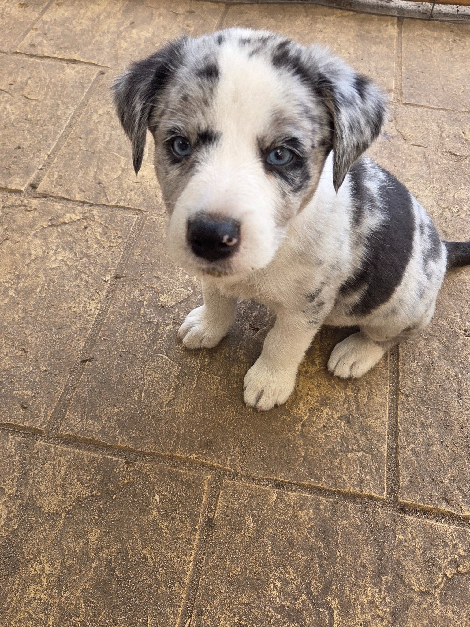 Border Collie – Boddington