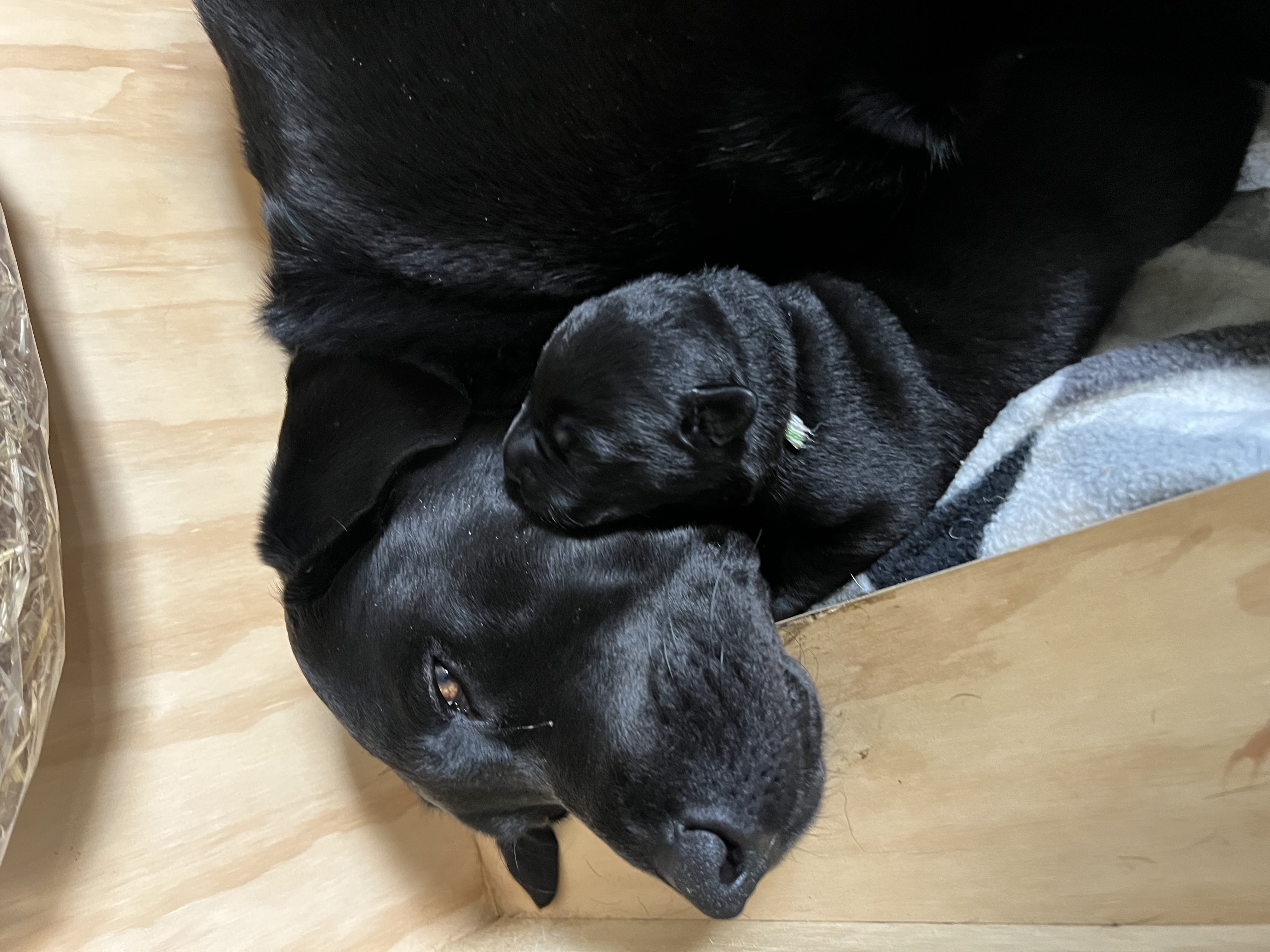 Purebred Labrador puppies
