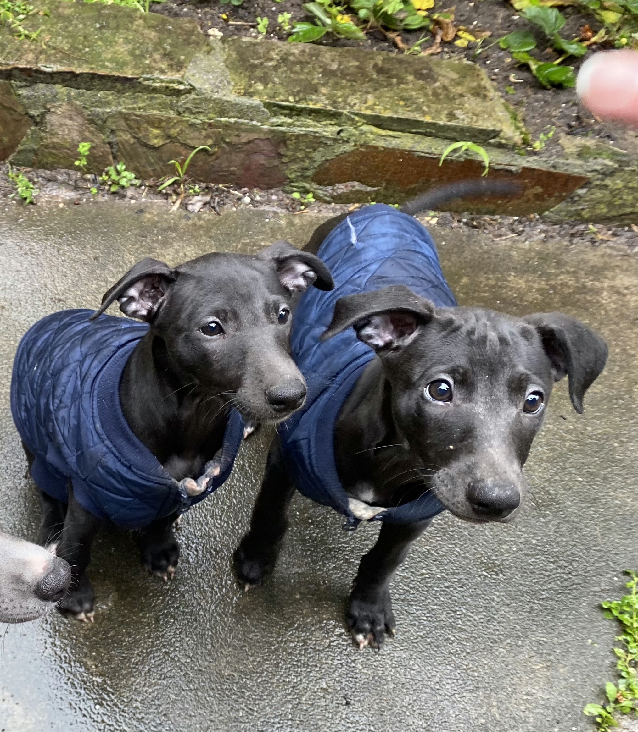 Whippet Pups Purebred