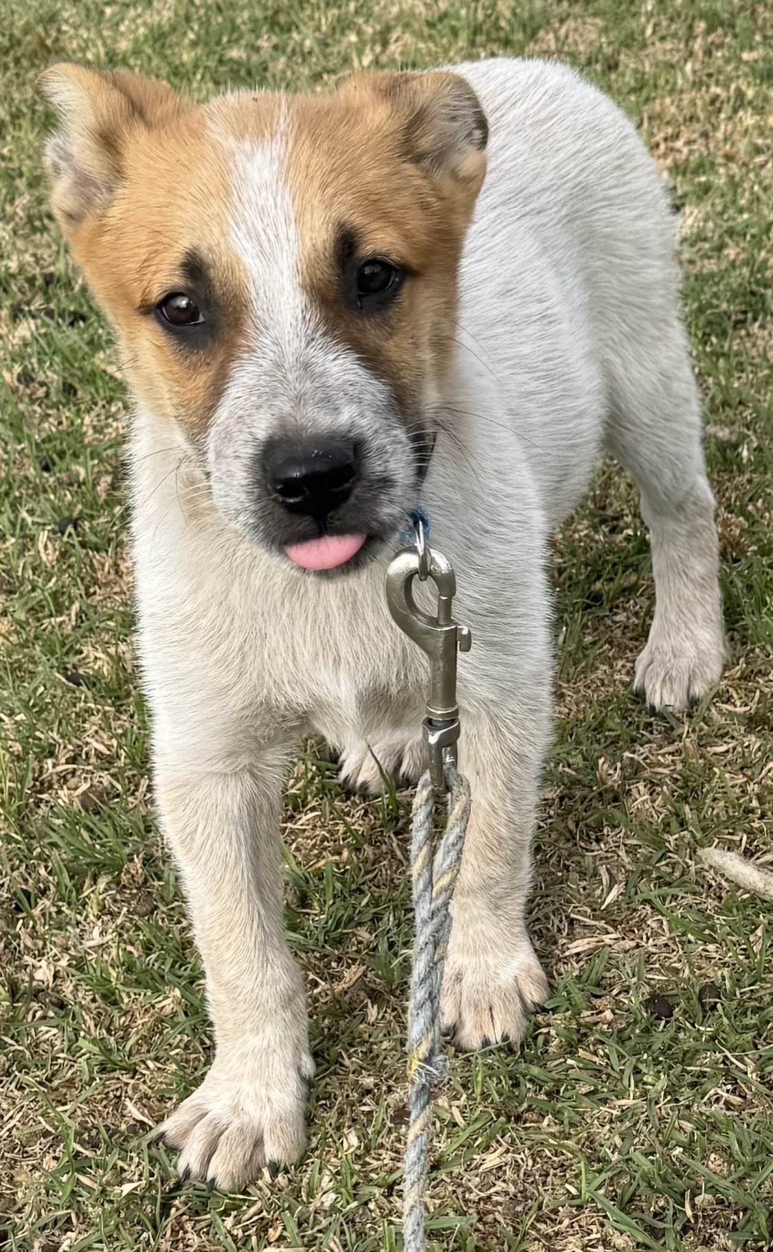 Australian Cattle Dog – Stanthorpe