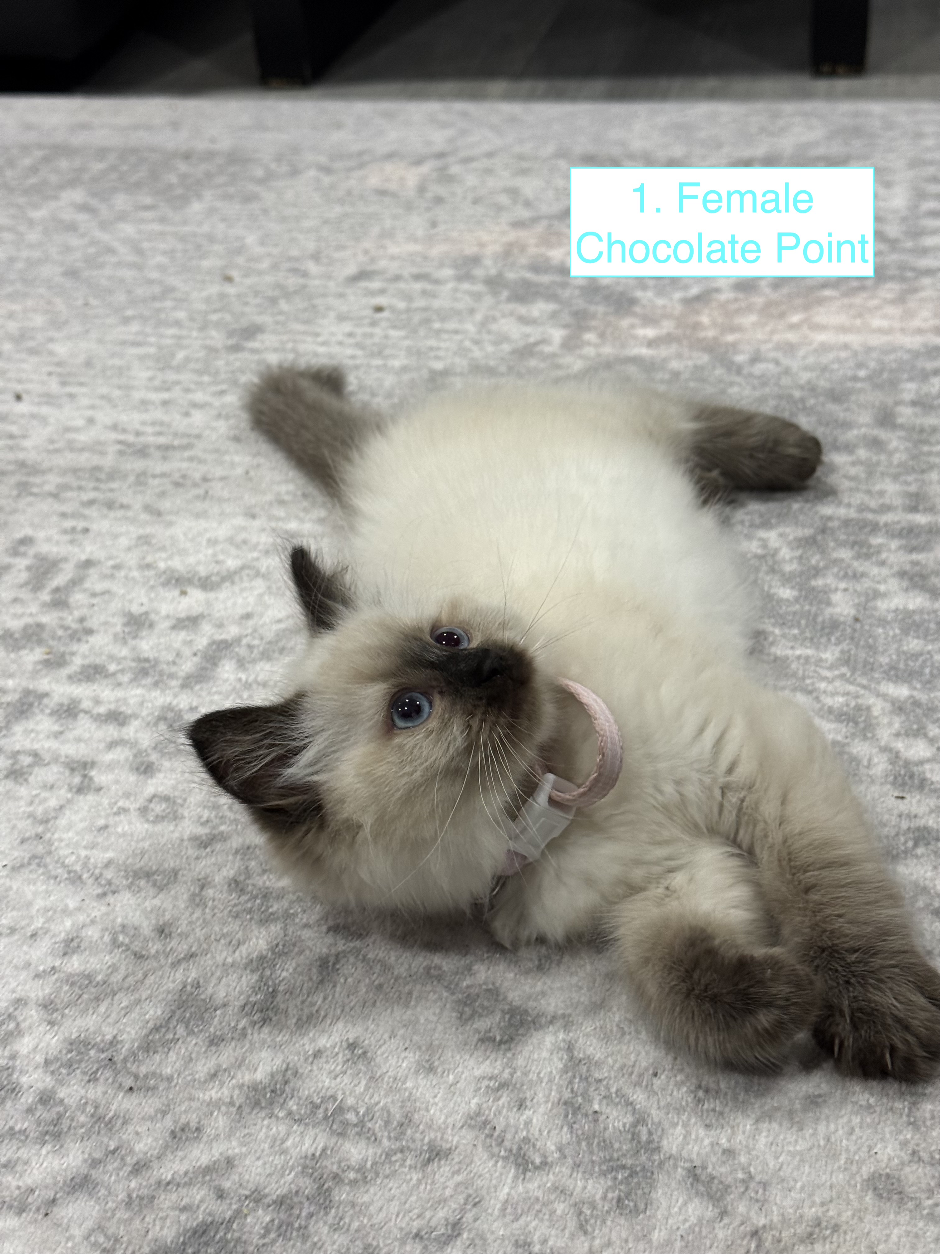 Ragdoll – Mount Cottrell