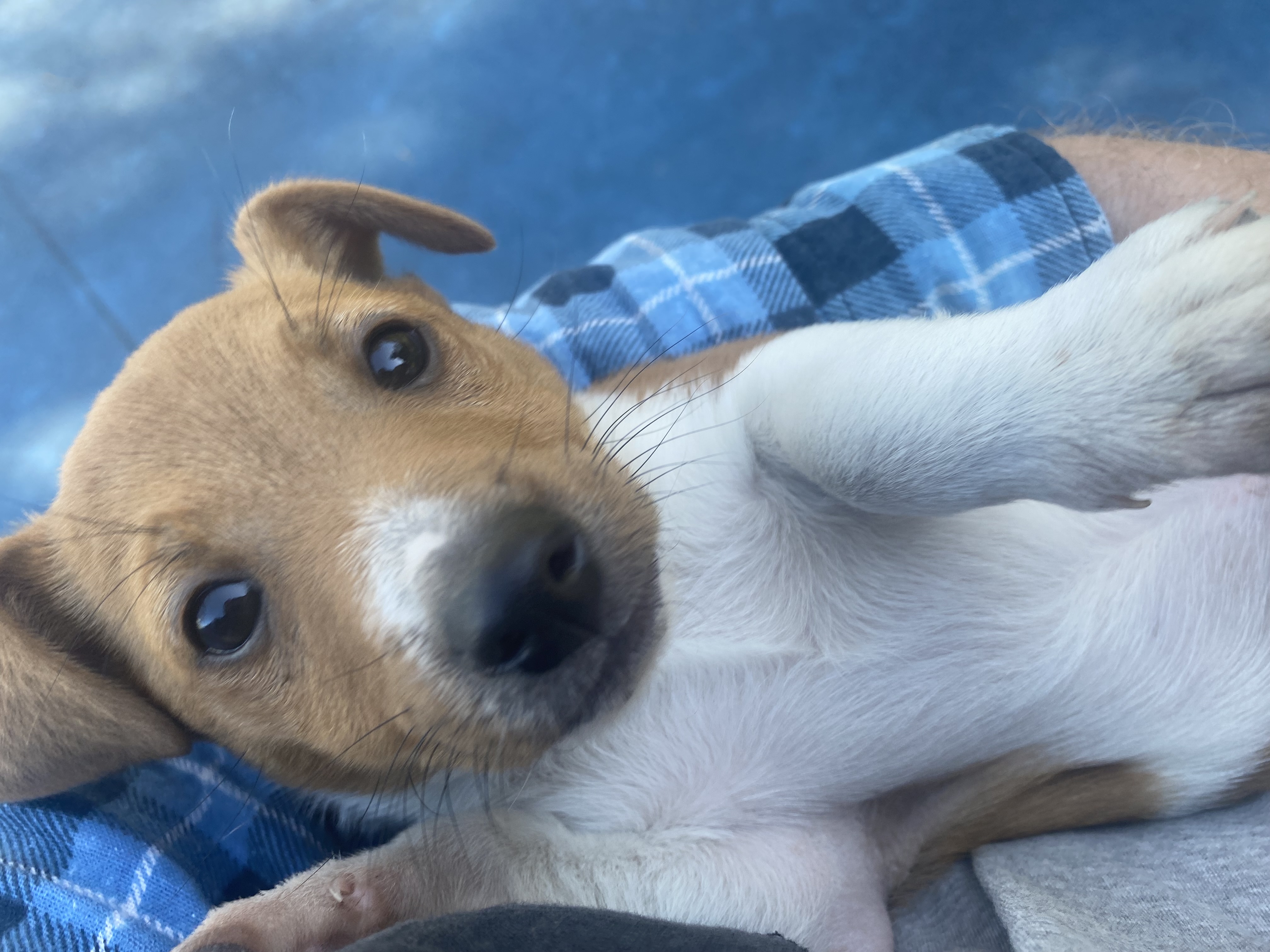 Purebred Jack Russell Puppy - Male. Vaccinated and microchipped