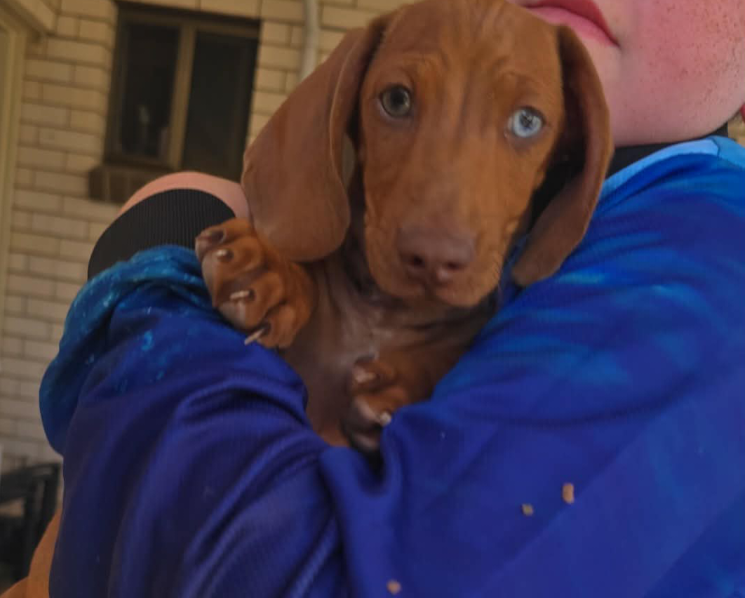 Dachshund – Clinton