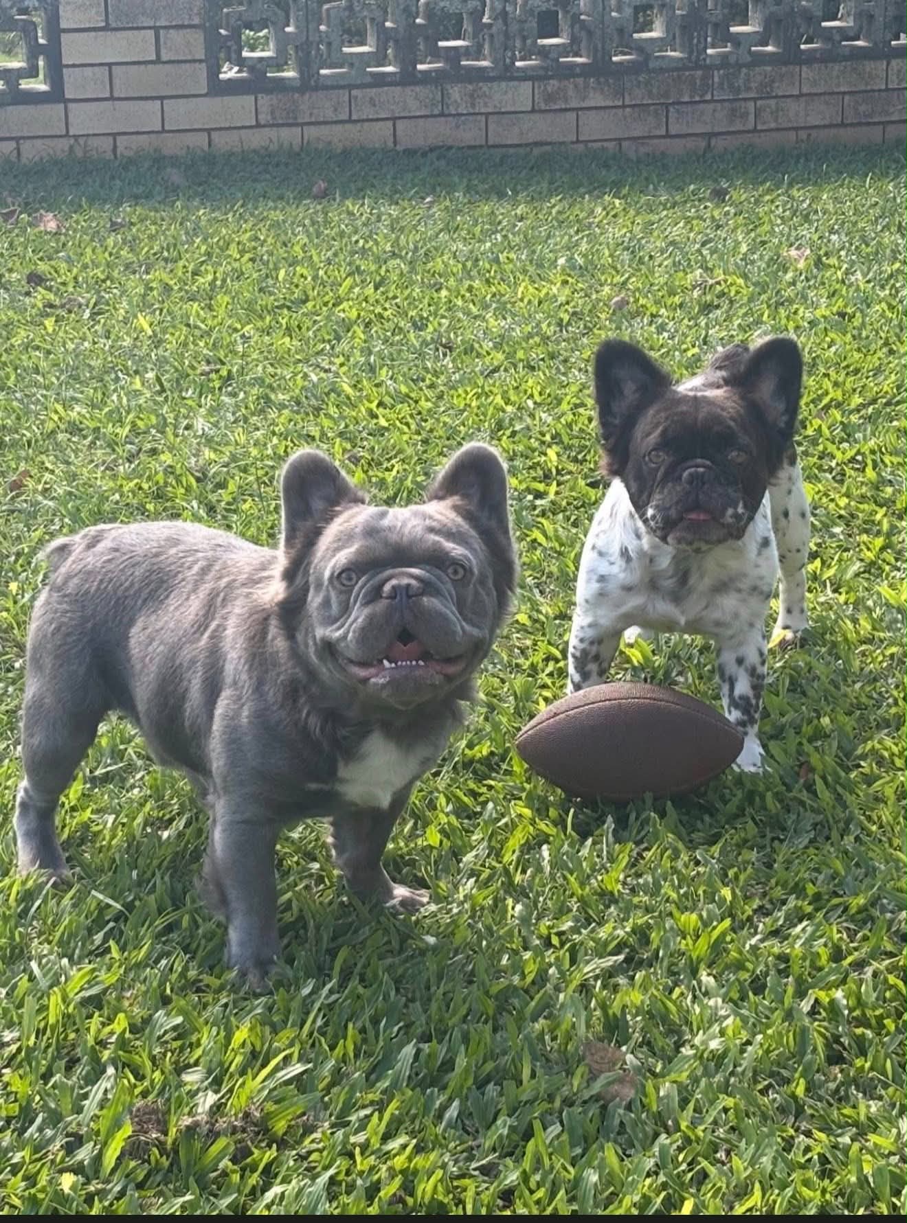 French Bulldog – Brisbane