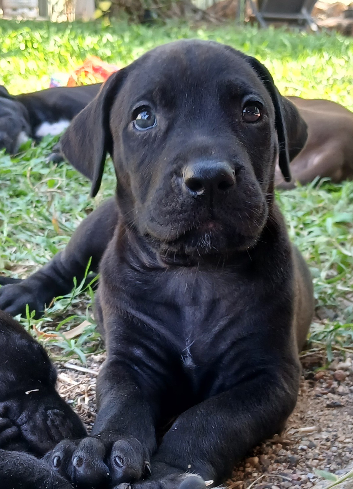 Dogs – Nome