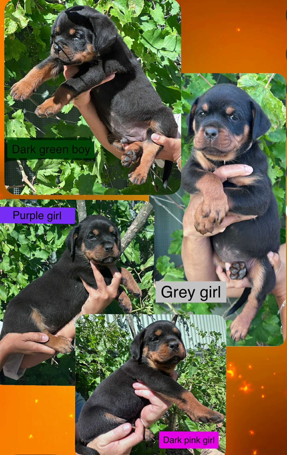 Rottweiler – Broken Hill