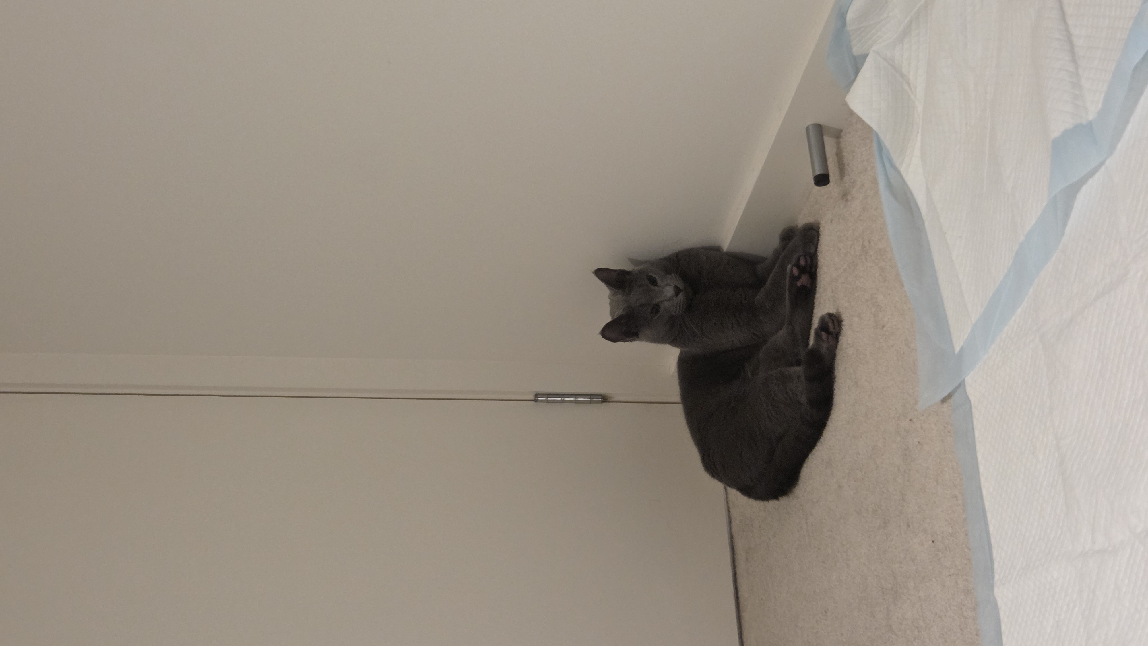 Russian Blue – Balwyn