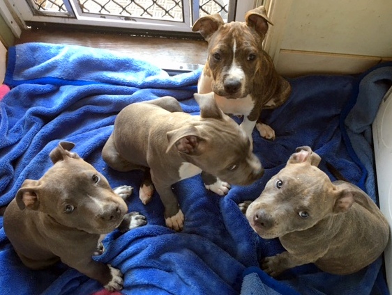 American Staffordshire Pups 4 Sale-Purebred. Only 4 left