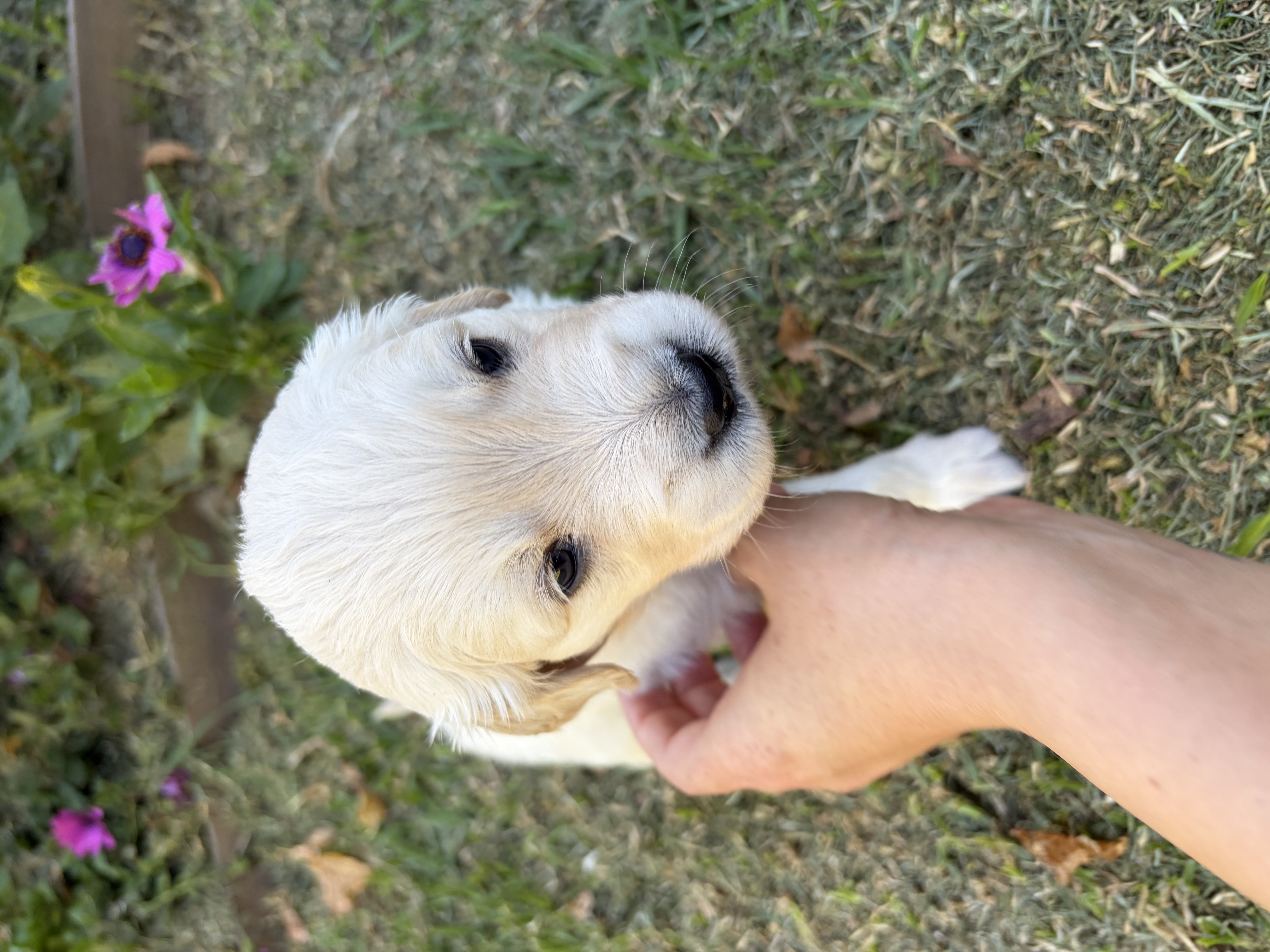 Golden retriever