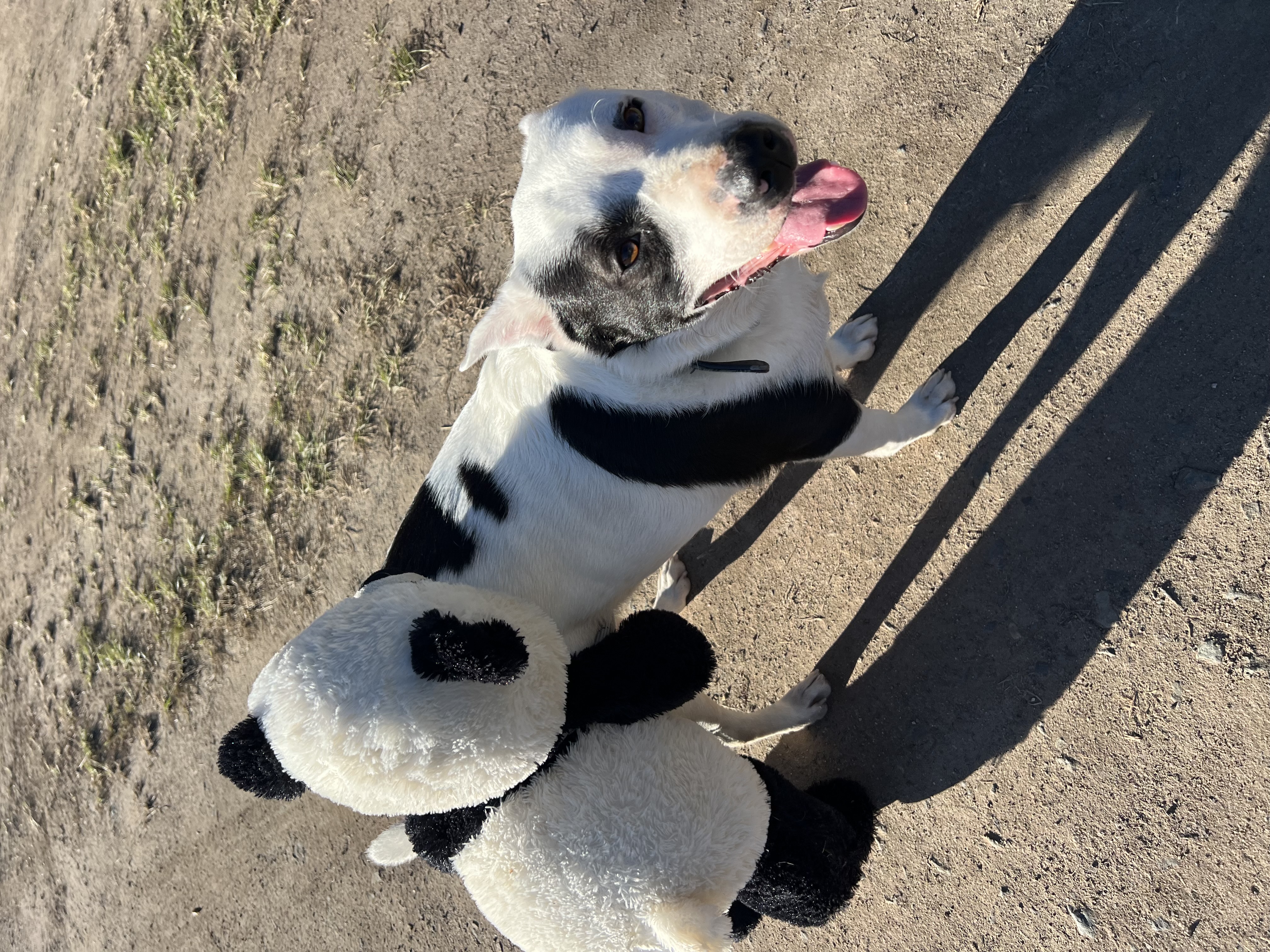 Australian Cattle Dog – Cooloola Cove