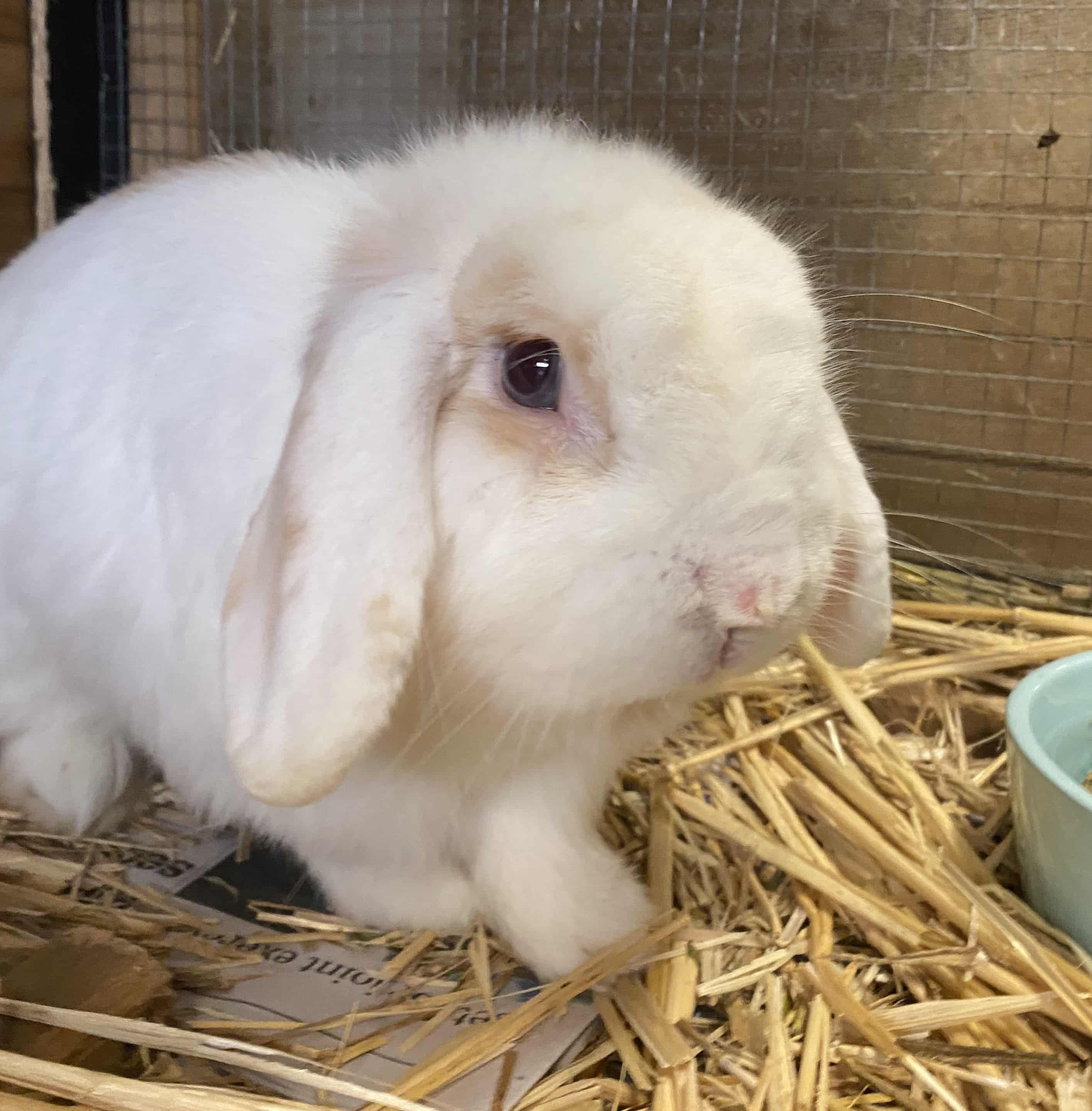 Rabbit – Rutherford