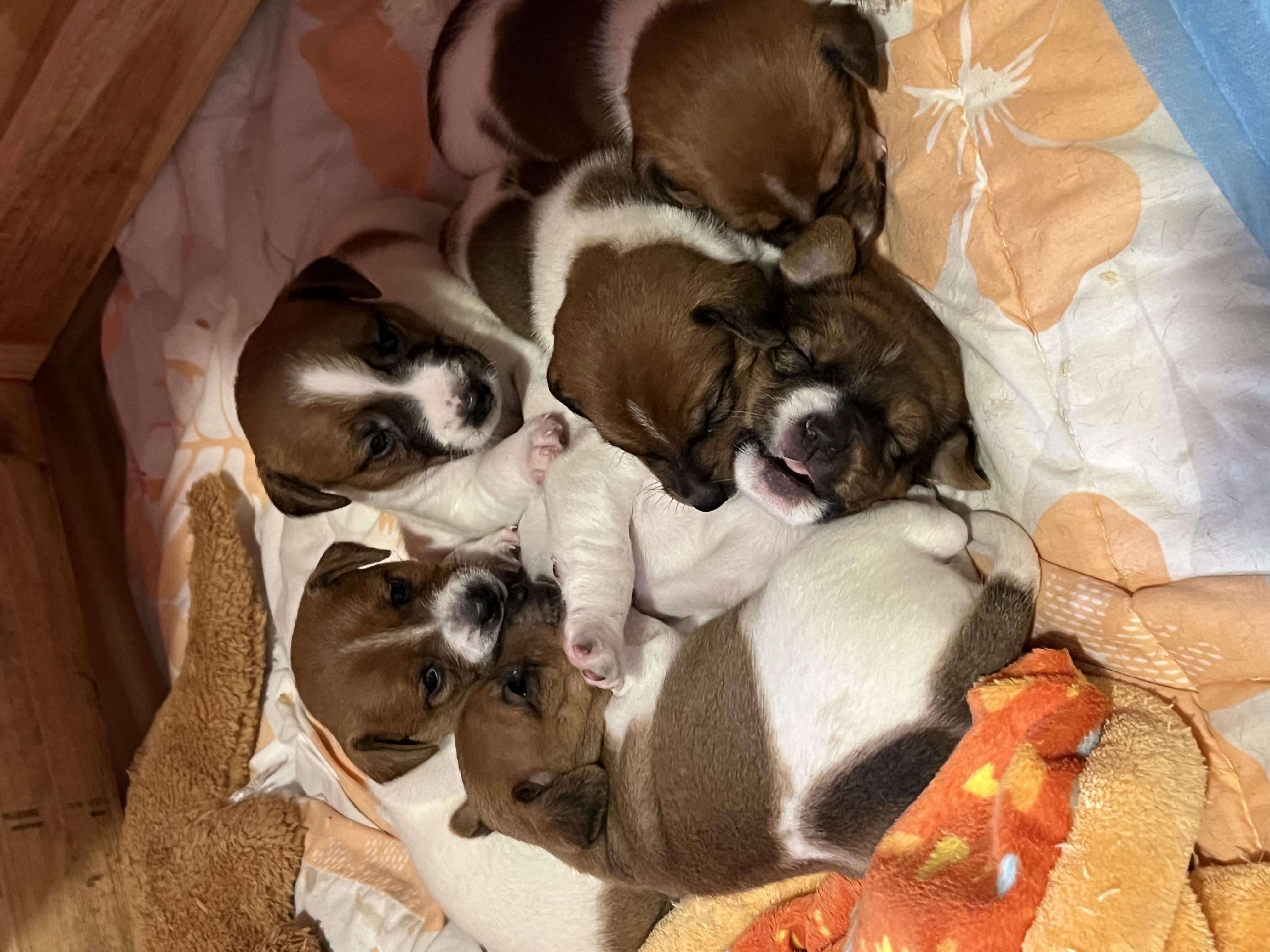 Jack Russell adorable puppies