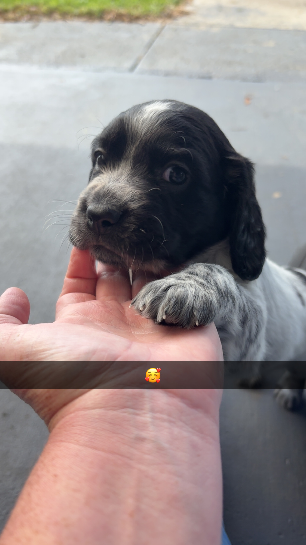 English Springer Spaniel