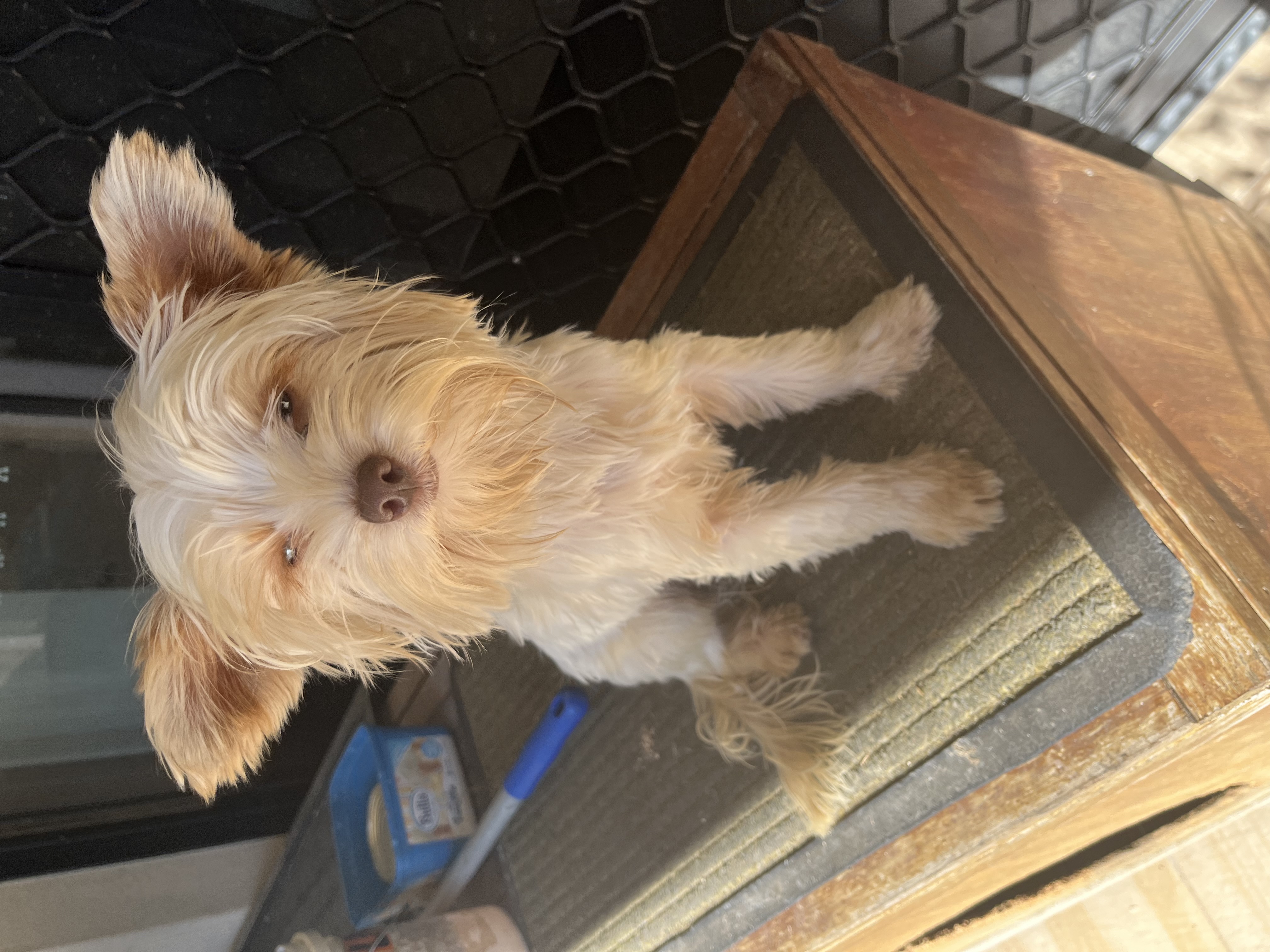 Yorkshire Terrier – Rooty Hill