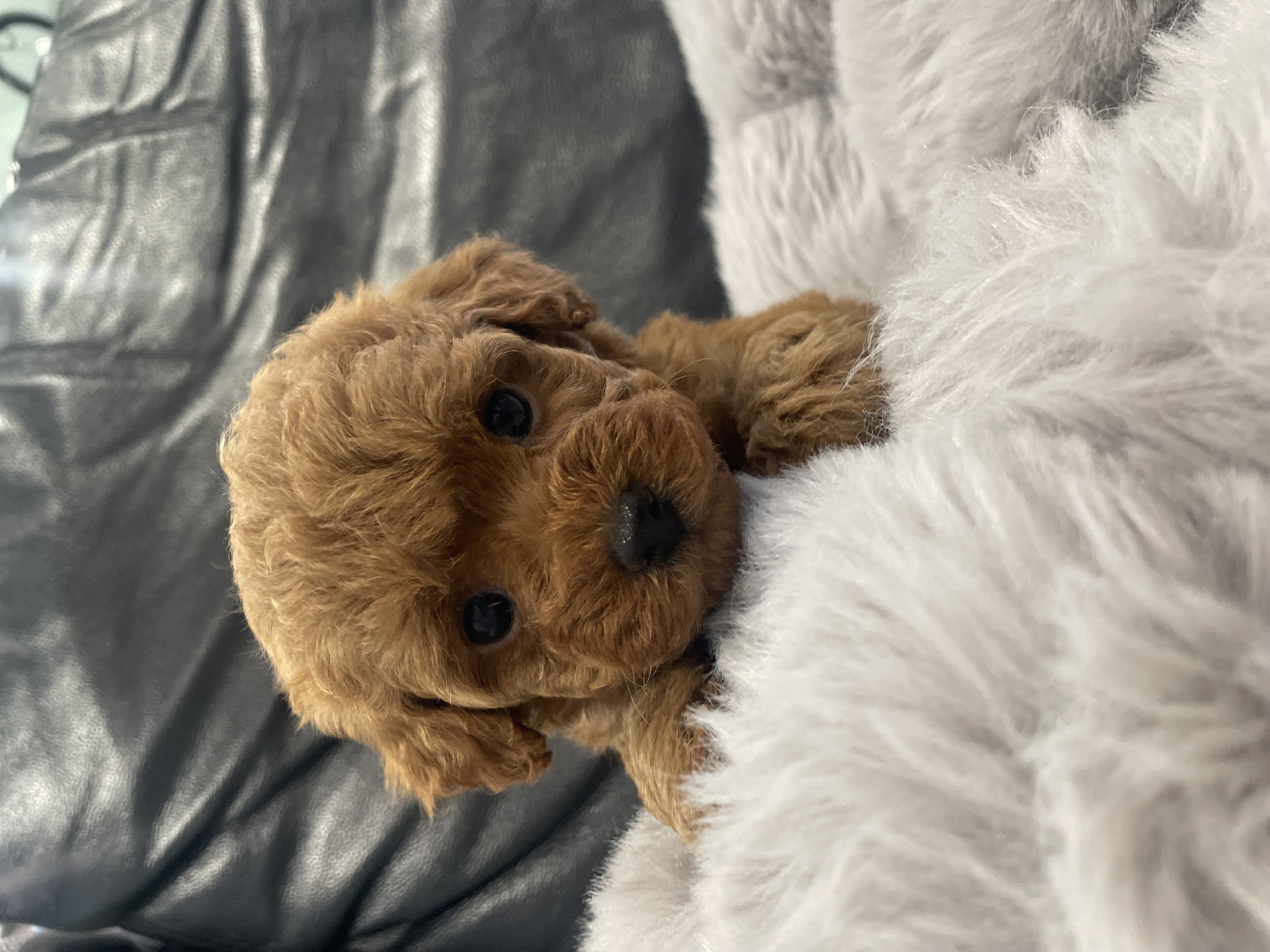 Toy Poodle – Craigieburn