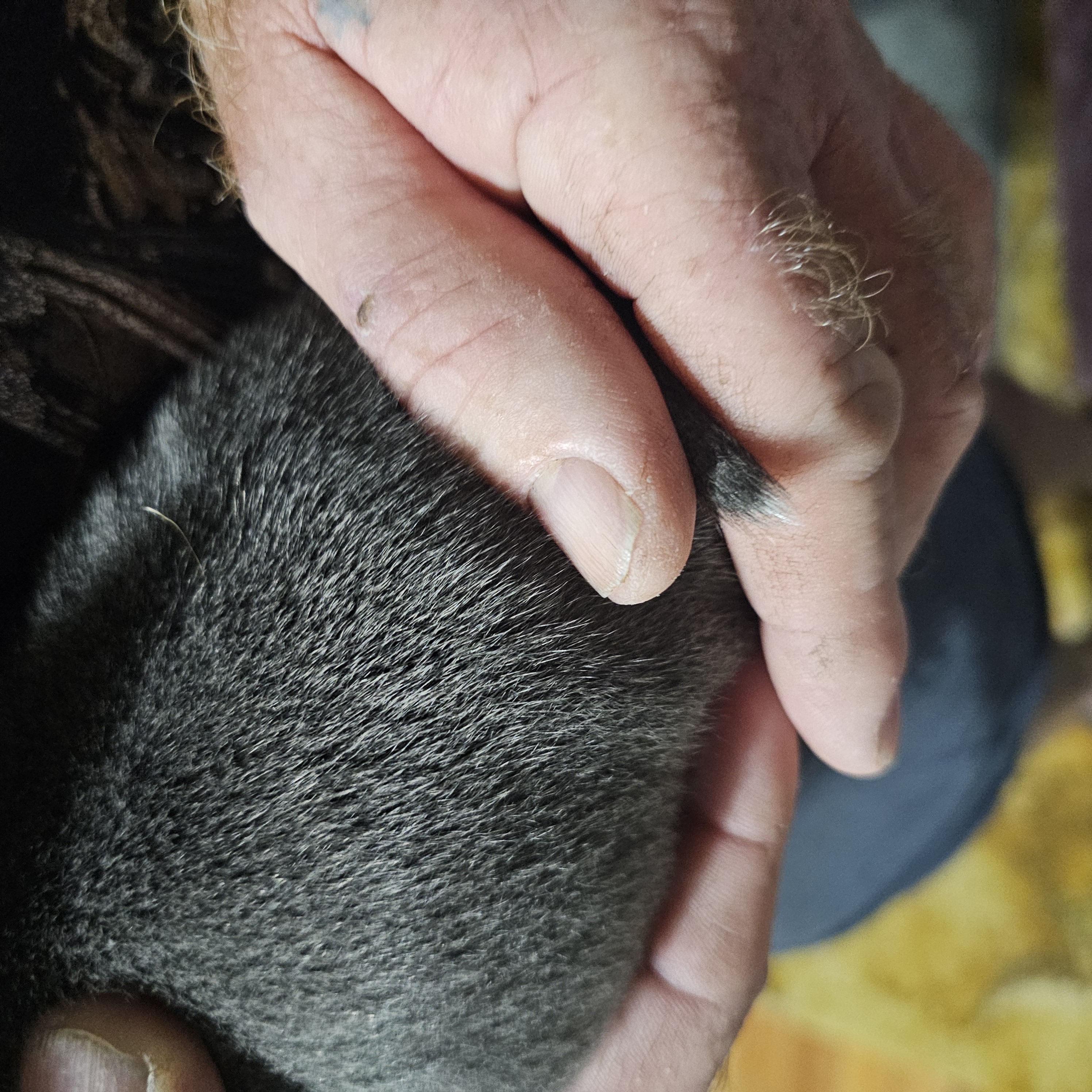 Staffordshire Bull Terrier – Paskeville