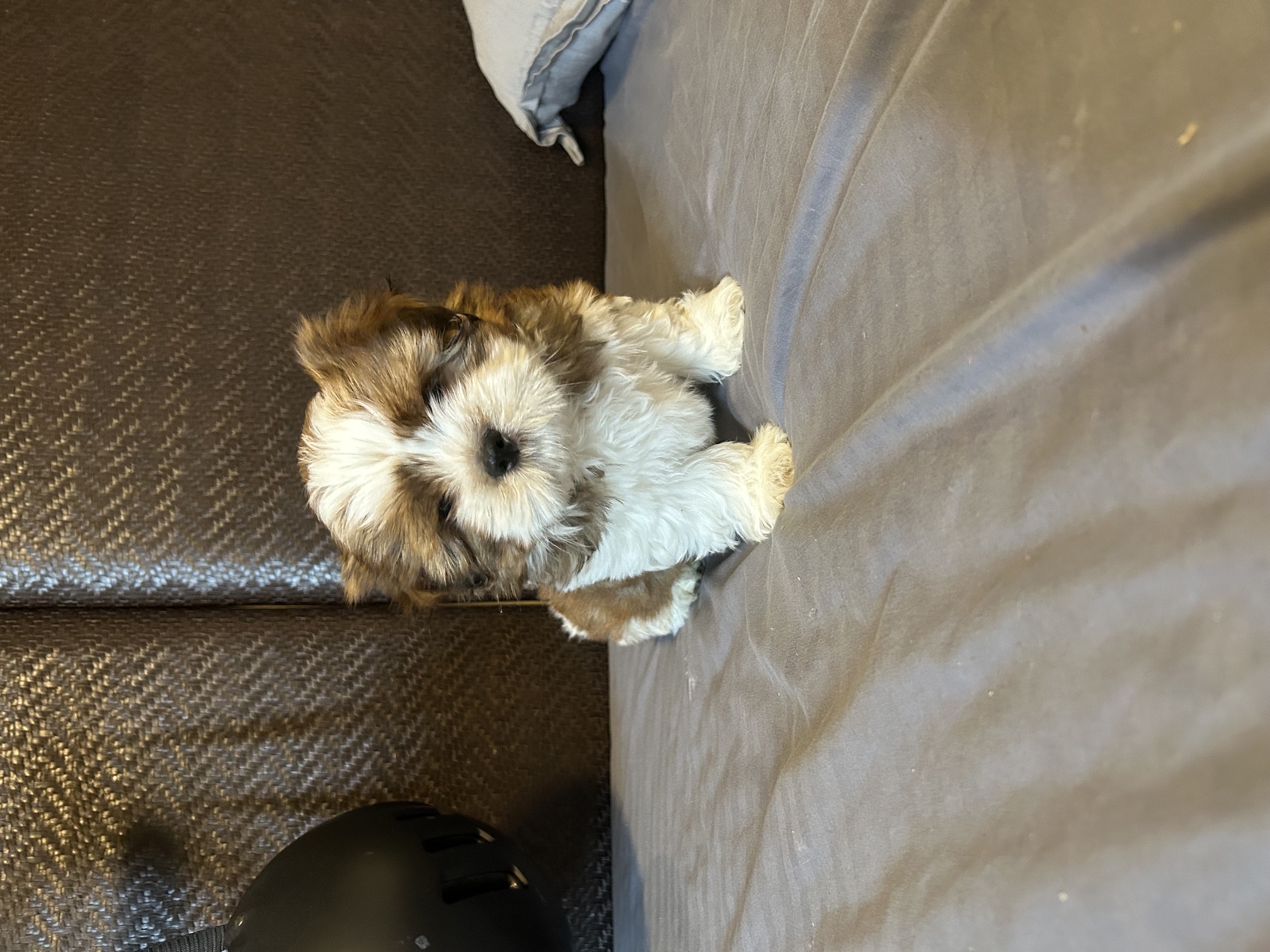 Maltese Shih Tzu – Brisbane
