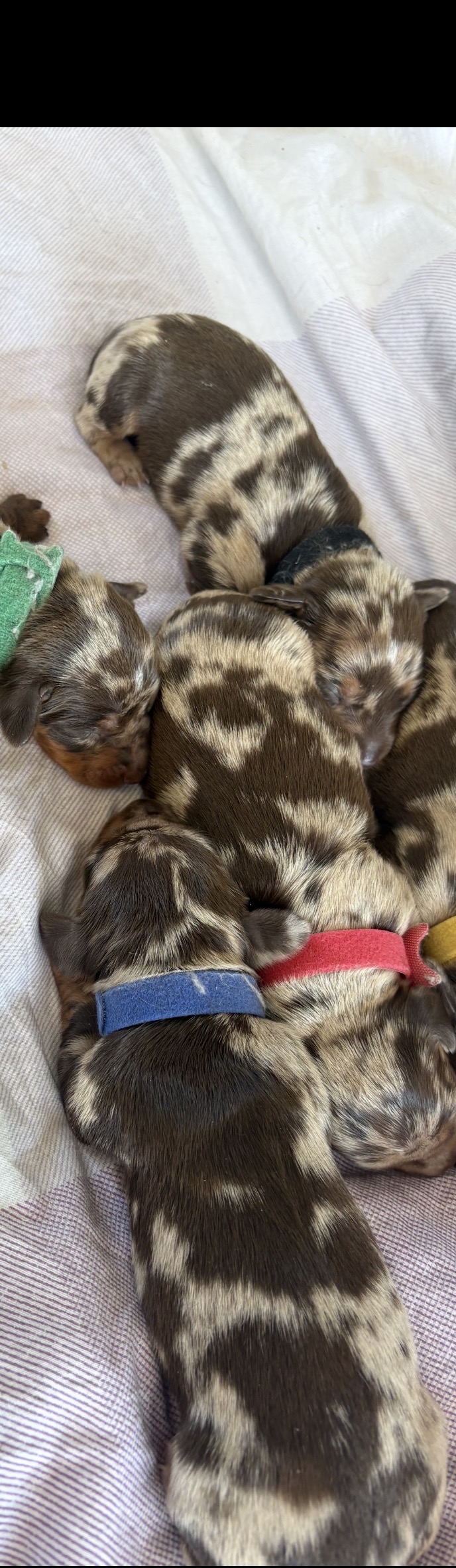 Dachshund – Wee Waa