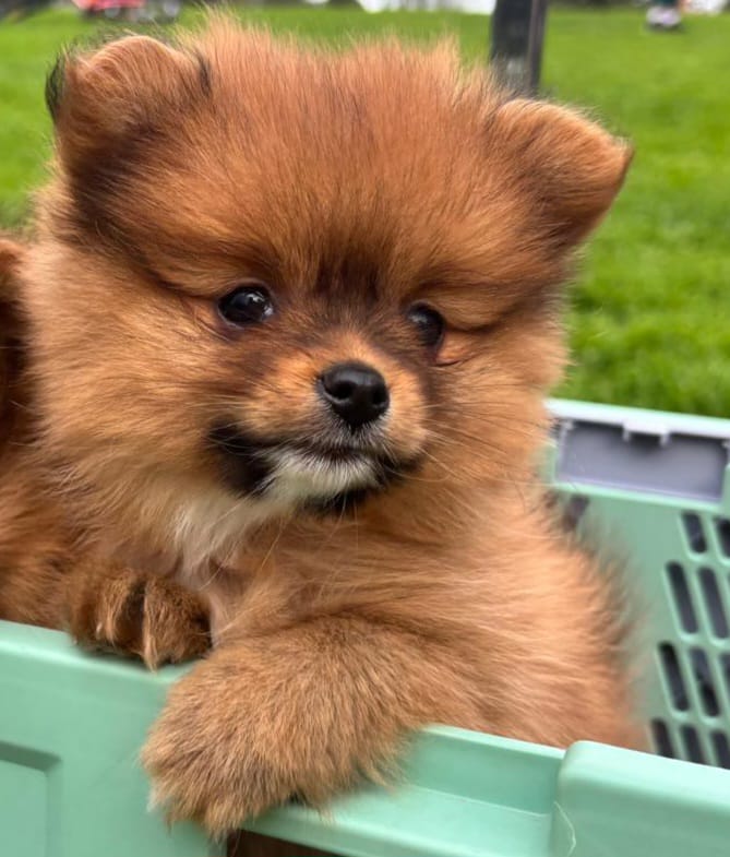 Pomeranian – Mount Waverley