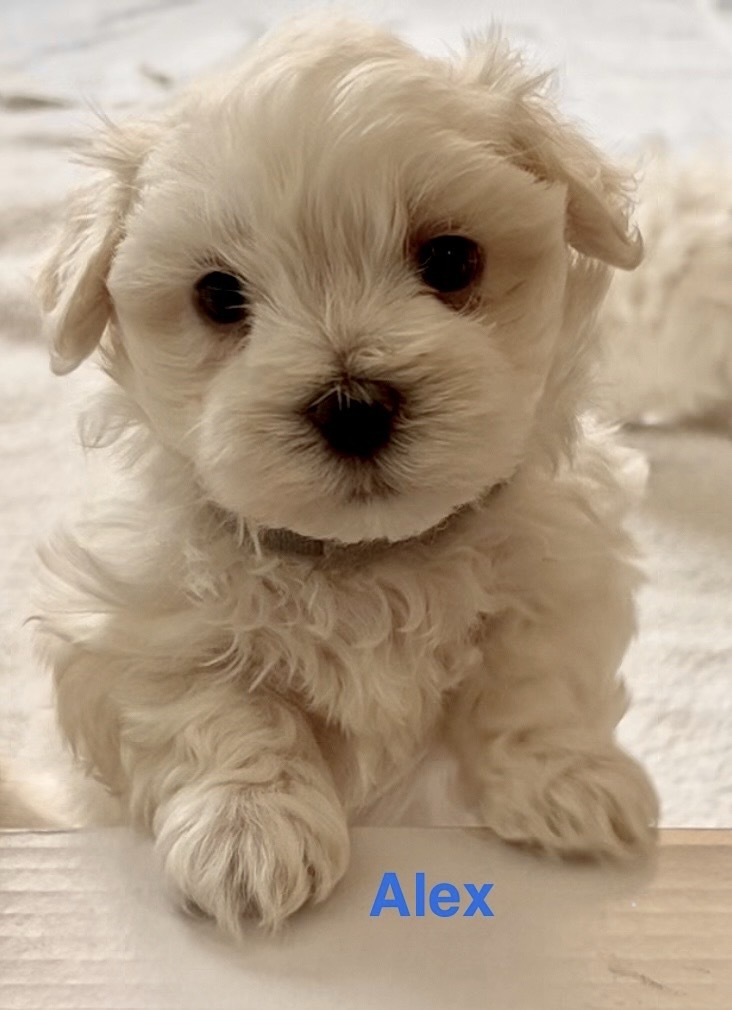 Maltese – Andriana Asprov