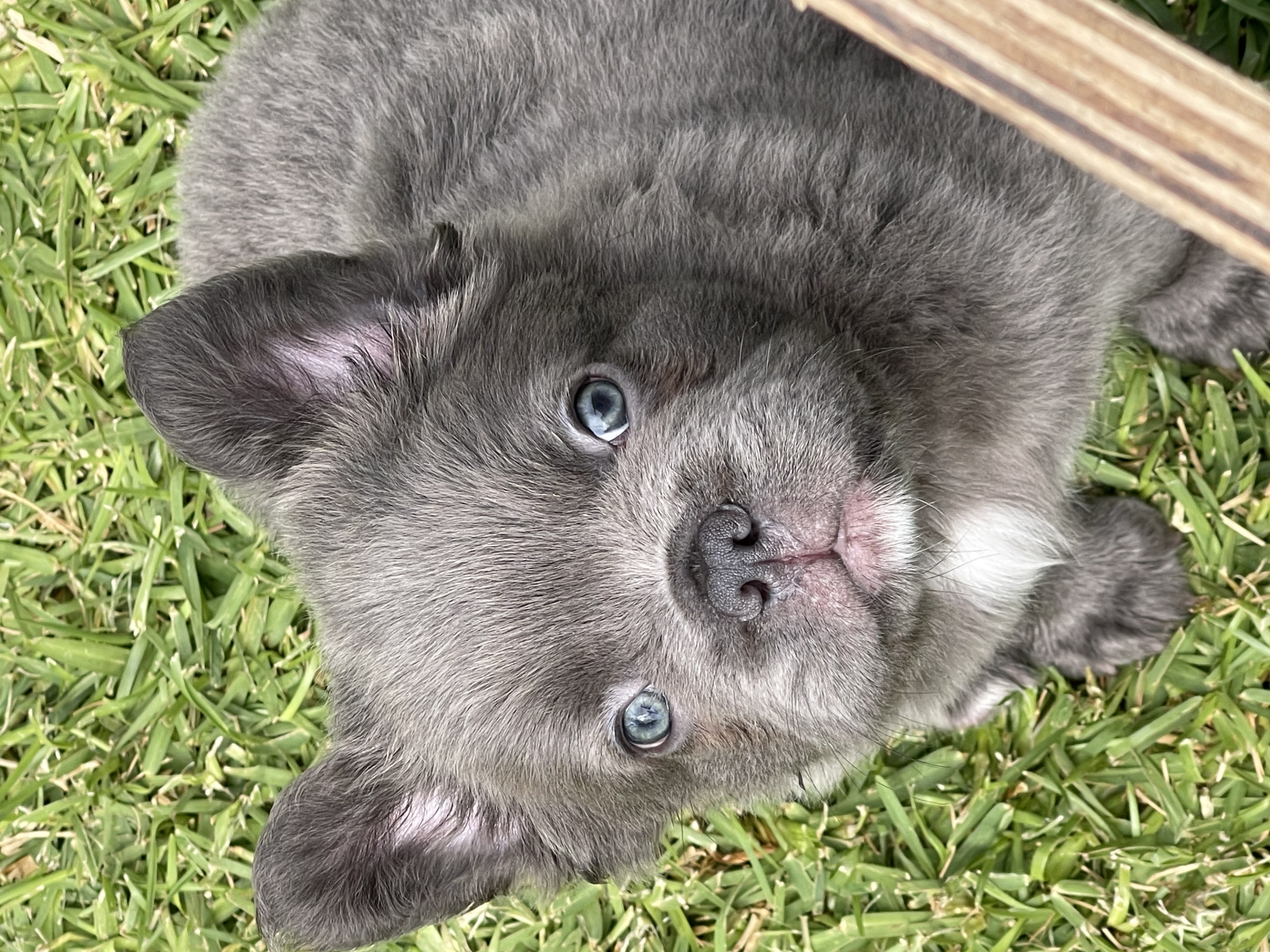 French Bulldog – Cowaramup